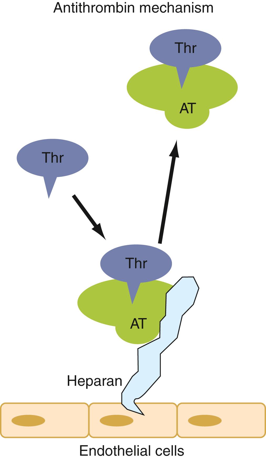 Figure 42.2, Antithrombin inhibitor mechanisms. AT, Antithrombin (formally termed antithrombin III ); Heparan, heparan sulfate (a glycosaminoglycan); Thr, thrombin (or another coagulation enzyme, such as factor X).