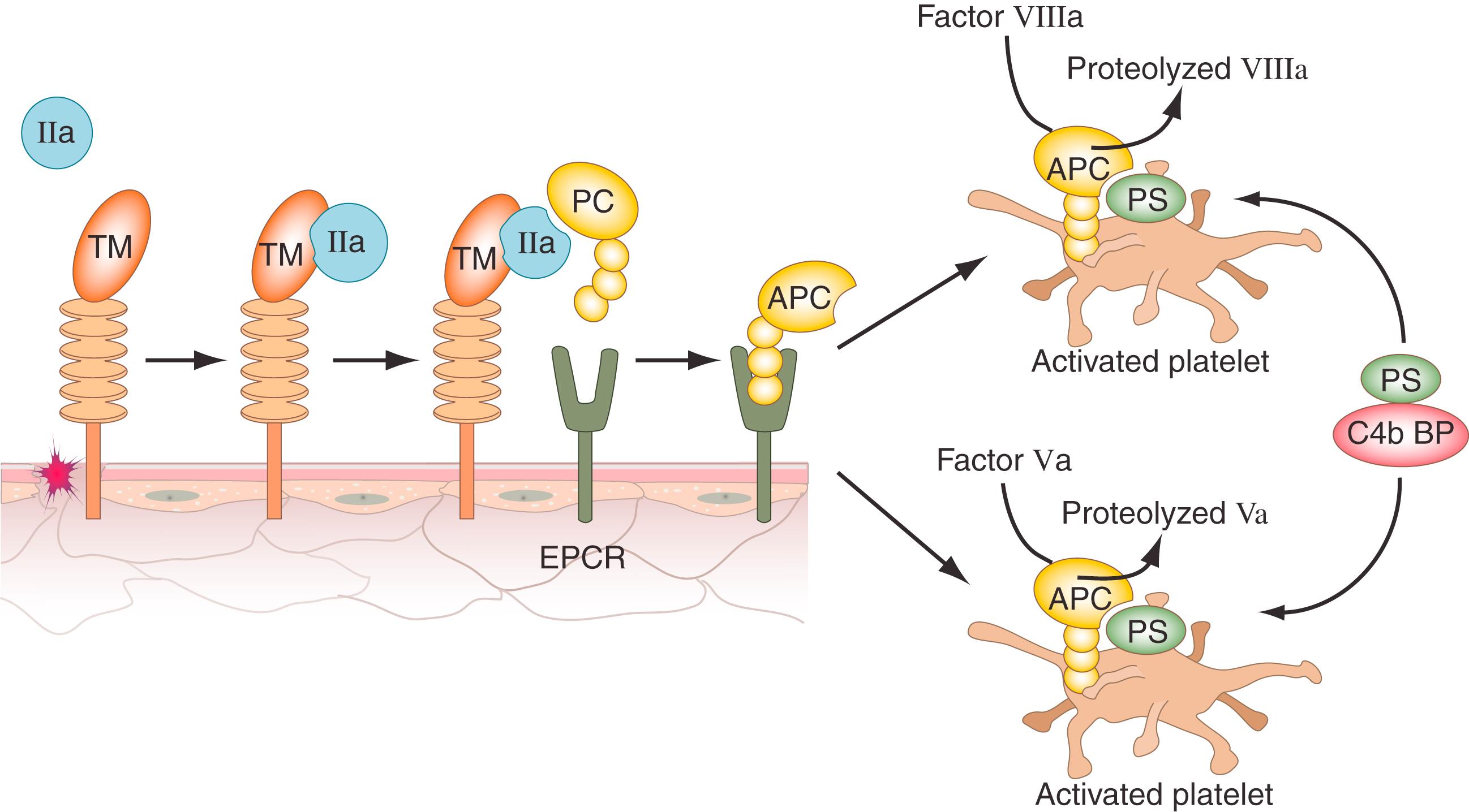 Figure 42.3, Protein C pathway. APC, Activated protein C; C4bBP, complement factor 4b-binding protein; EPCR, endothelial cell protein C receptor; IIa, thrombin; PC, protein C; PS, protein S; TM, thrombomodulin.