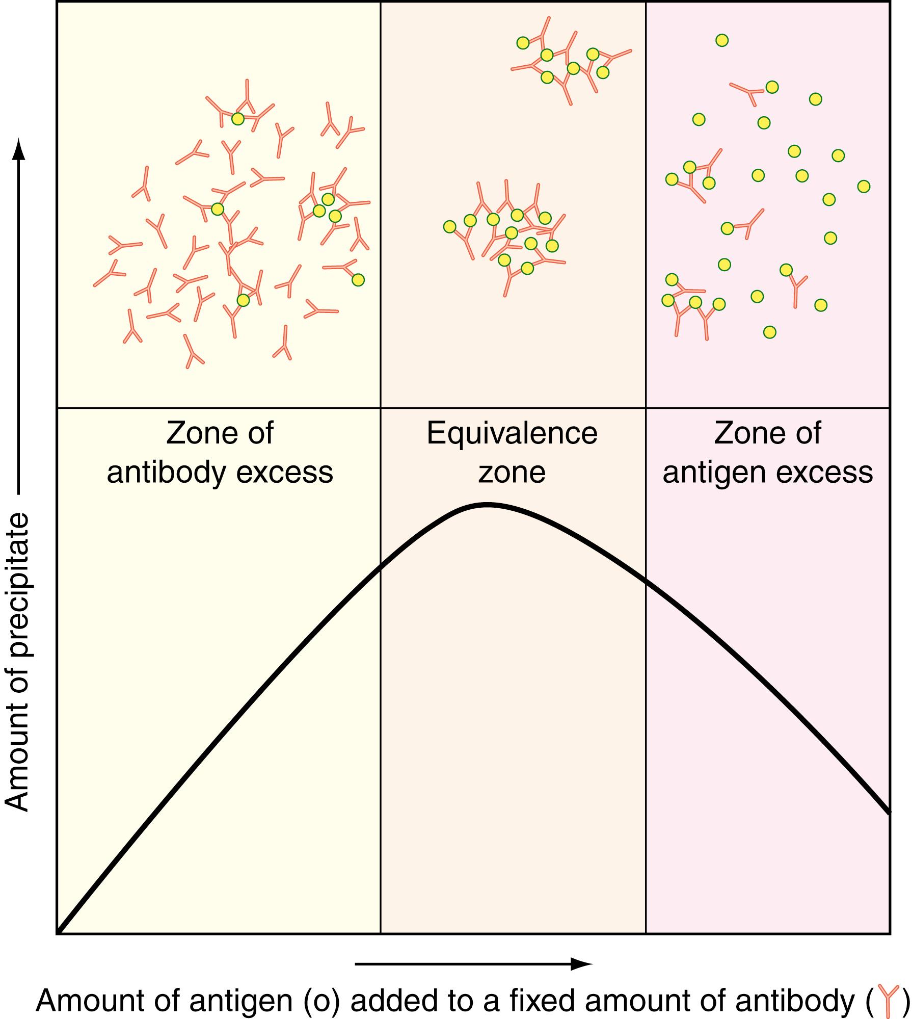 Figure 47.2, Antibody and antigen concentrations influence the size of antigen–antibody complexes formed. The largest complexes are formed when both molecules are present at approximately the same molar concentration (zone of equivalence), whereas the smallest complexes are formed when the antigen is present in great excess. Note that the small complexes formed in antigen excess have only a few antibody molecules per complex. For this reason, they are inefficiently cleared from the extracellular fluids by macrophages.