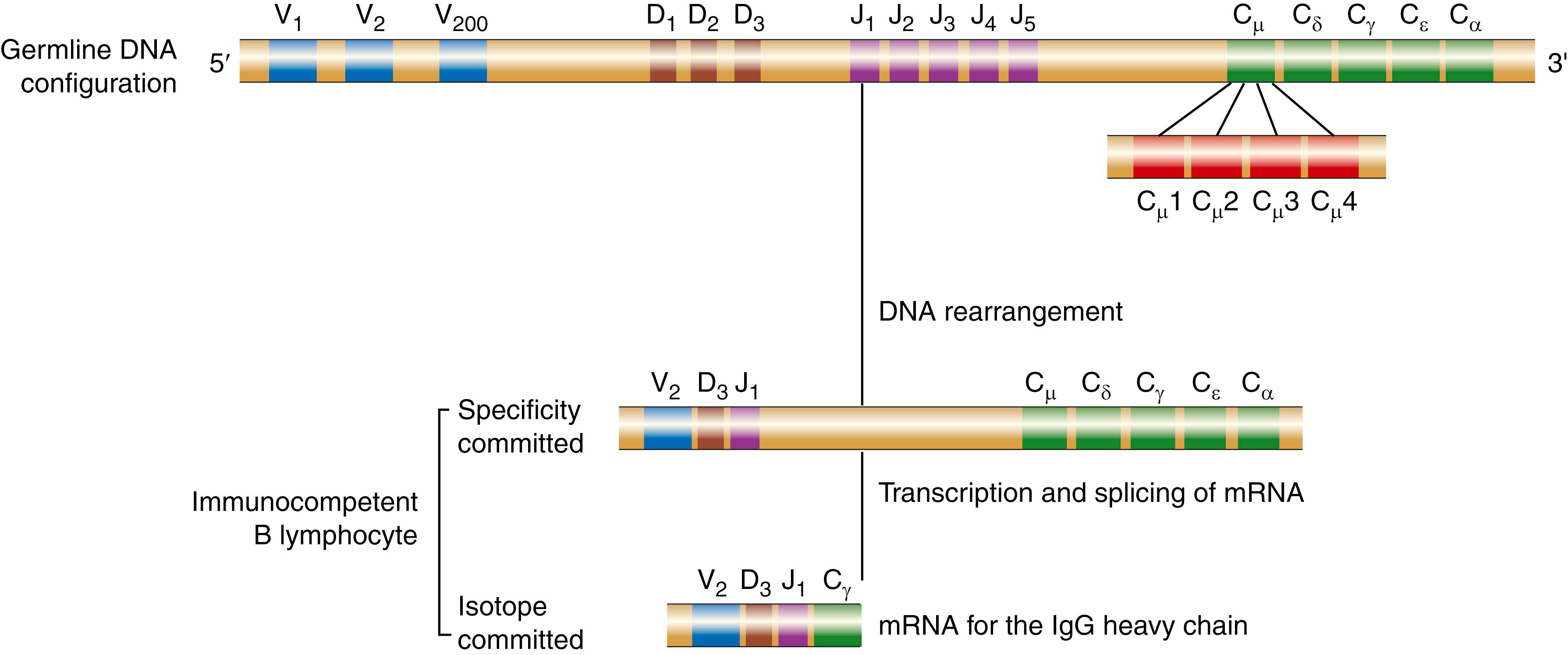 Figure 47.3, Organization and rearrangement of heavy chain immunoglobulin (Ig) genes (exons) on the mouse 12 chromosome. Each VH gene also has a leader sequence, which is not shown. The constant region genes are identified by the heavy-chain isotype, and more than one gene exists for the Cγ and Cα isotypes. Unlike Cγ and Cα genes, CH genes are composed of multiple exons, as illustrated for the Cμ gene (Cμ1–Cμ4 domains). The switch sites are located at the 5′ end of each of the CH genes and are not shown. The solid line represents the intervening sequences (introns) between genes or gene segments. Each heavy chain is encoded by four distinct gene segments: V, D, J, and C.