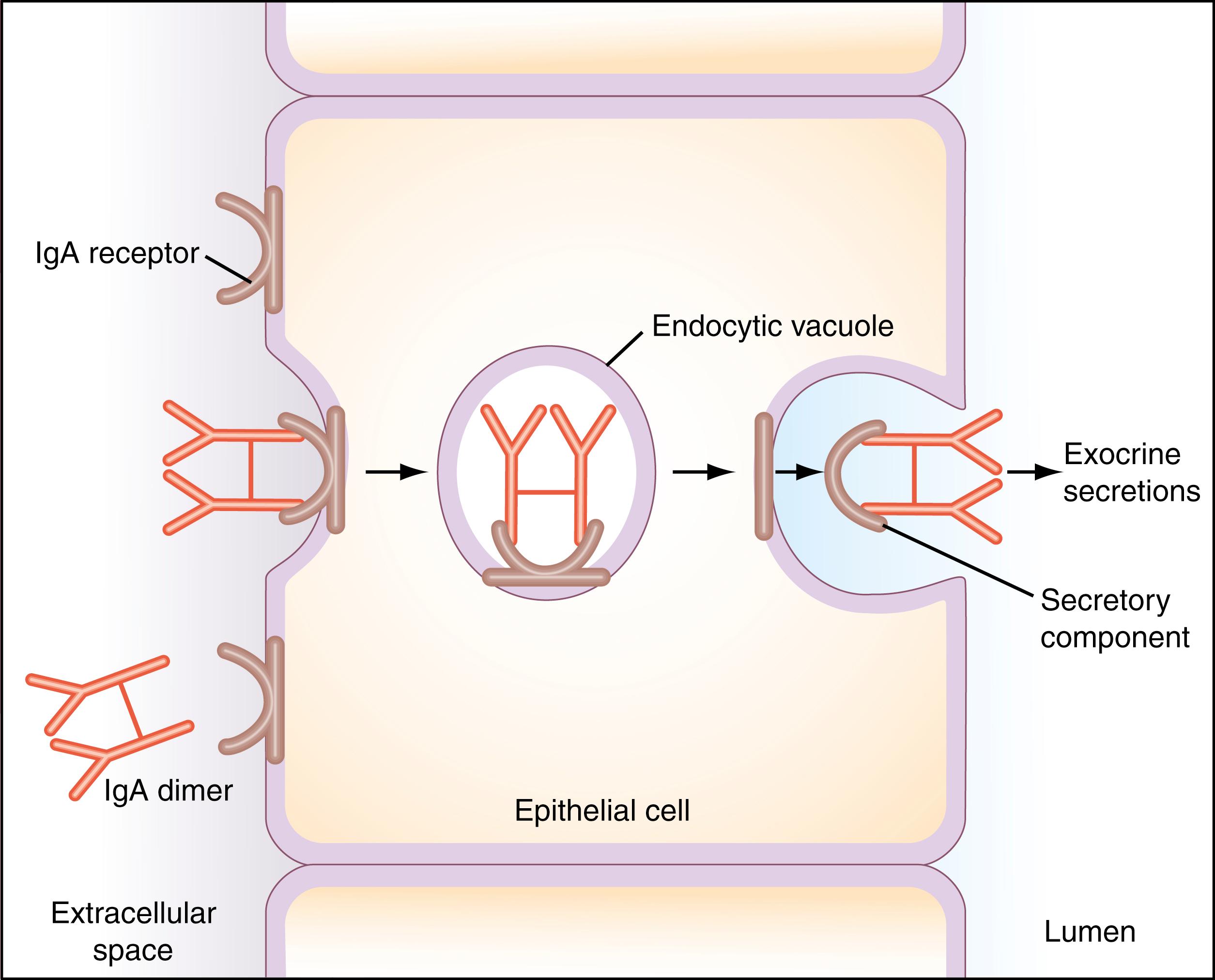 Figure 47.4, The mechanism by which the secretory component mediates the transport of a dimeric immunoglobulin (Ig) A molecule across an epithelial cell. The entire complex is transported from the extracellular fluid into the lumen of the epithelial tube. The secretory component is synthesized by the epithelial cell as a transmembrane glycoprotein and serves as a receptor on its basolateral surface for binding the IgA dimer. The receptor–IgA complex enters the cell in an endocytotic vesicle, which crosses the cell and is exocytosed at the apical surface. Cleavage of the receptor frees the dimer IgA for discharge at the exterior surface (lumen side). The portion of the receptor that remains attached to the IgA dimer is called the secretory component . This transport mechanism is responsible for depositing IgA in various exocrine secretions (e.g., saliva, milk, bile, tears, sweat), as well as in the mucous layer that protects the inner lining of the nasopharyngeal passages, intestine, and genitourinary tract.