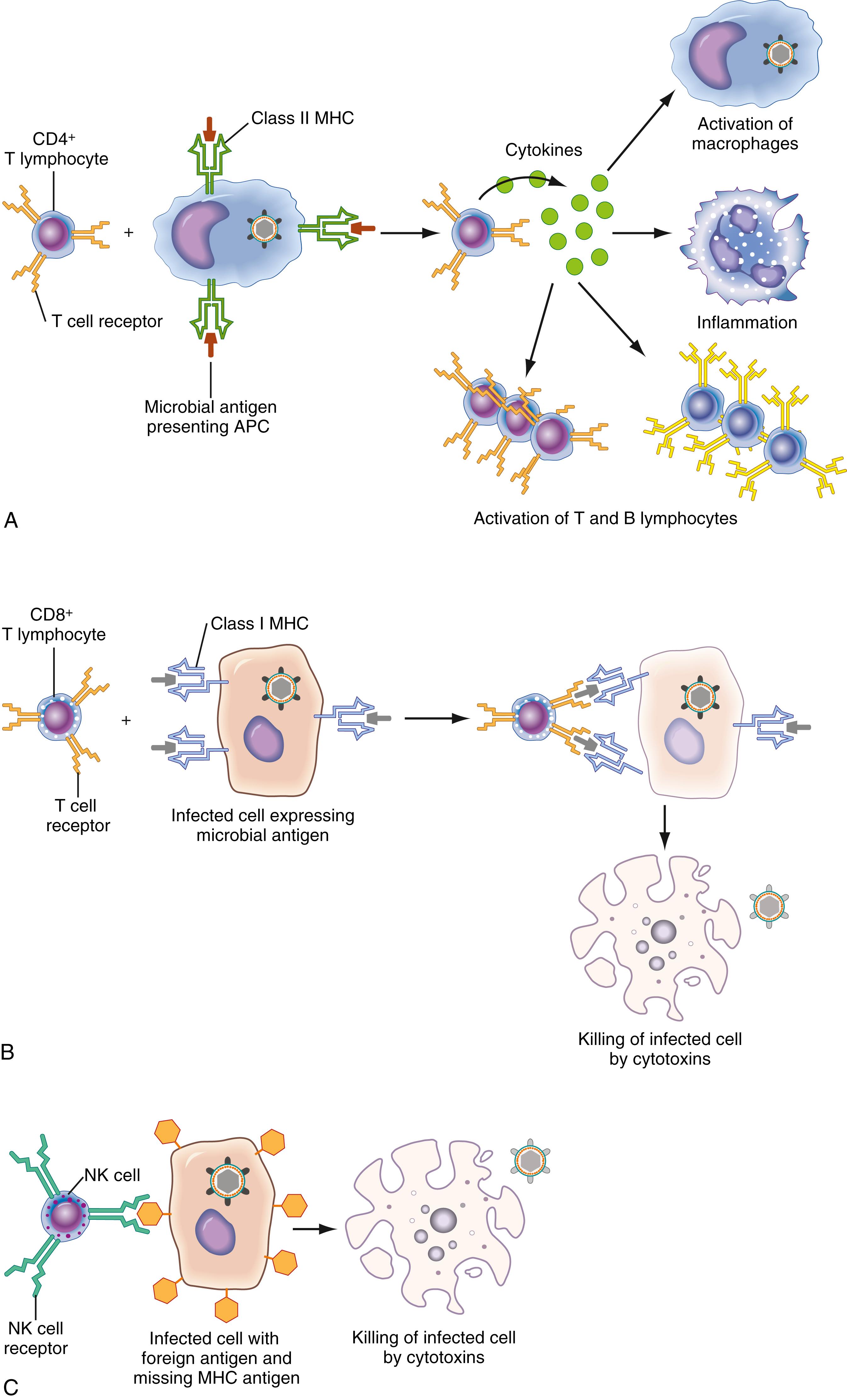 Figure 46.1, A schematic illustration of immune cell function. A, Function of helper T lymphocytes. Helper T cells are activated by contact with an antigen-processing cell (APC) that has ingested and processed a foreign or altered self substance and displays processed antigen fragments bound to a class II self–major histocompatibility complex (MHC) receptor. Simultaneous binding of the T-cell receptor complex (TCR) in conjunction with a CD4 coreceptor activates the T cell primarily through a complex signaling mechanism involving the SRC kinase family. The activated T cell coordinates the immune response by secreting cytokines that have a multitude of effects, including recruitment and activation of macrophages, activation of the inflammatory system, and activation of cytotoxic T lymphocytes and other helper T lymphocytes. B, Function of cytotoxic T lymphocytes. Cytotoxic, CD8-positive cells are activated primarily by contact with infected, damaged, dysplastic, or neoplastic self-cells expressing processed microbial or abnormal self-antigens bound to the class I MHC. Activation of the cell occurs via the TCR in conjunction with the CD8 coreceptor that is specific for the class I MHC. The target cell is killed by the release of cytotoxic chemicals, including perforin, granzymes, and granulysin. C, Function of natural killer (NK) cells. NK cells are activated by cytokines or interferons and directly recognize “missing-self” virally infected or tumor cells that have only low levels of MHC I self-antigen. Unlike cytotoxic T cells, prior sensitization is not required. Killing of the target cell occurs via the release of cytotoxic chemicals, similar to cytotoxic T lymphocytes.