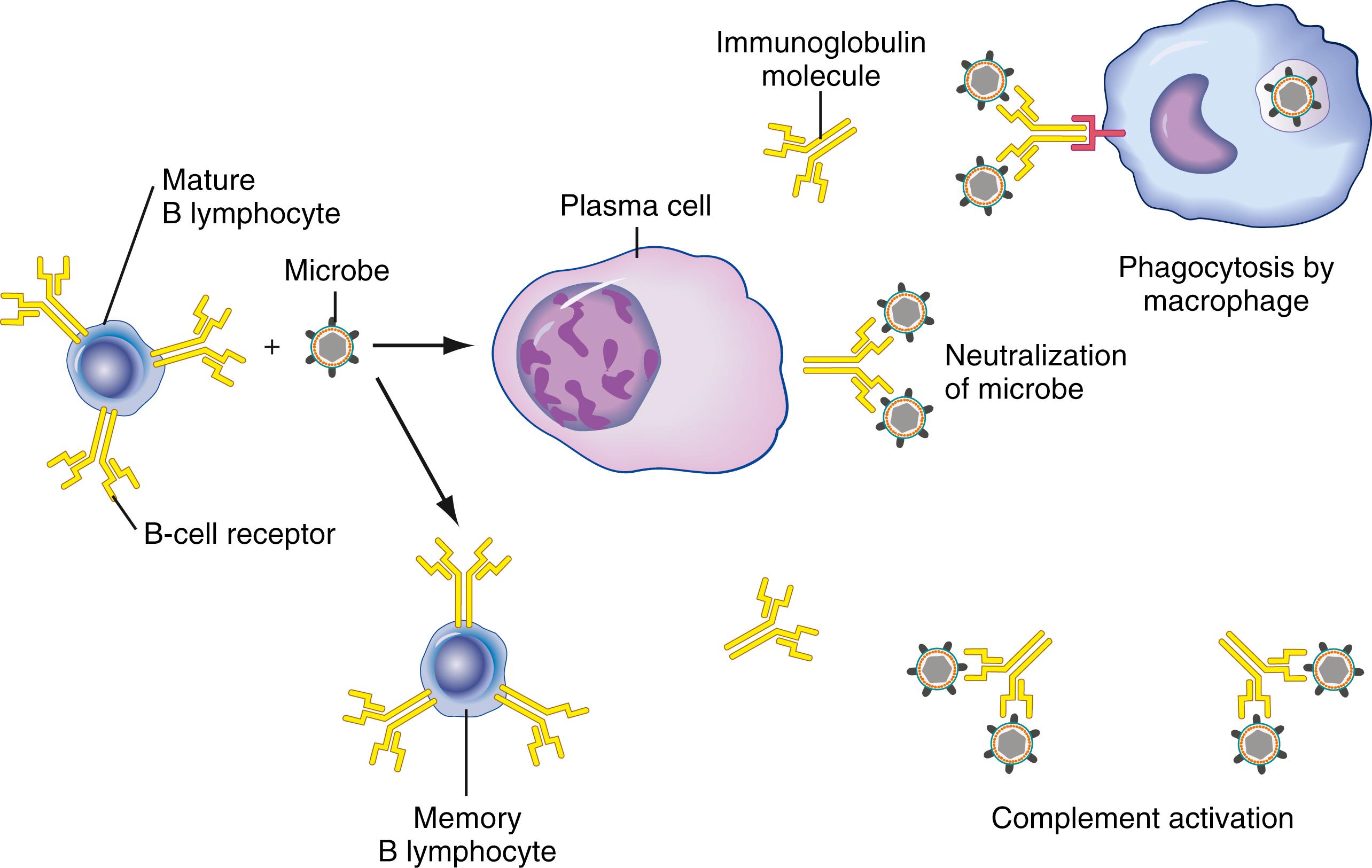 Figure 46.2, Function of B lymphocytes. Each B lymphocyte has a unique variable domain in its surface immunoglobulin molecules (B-cell receptor) that permits it to recognize a specific antigen. An encounter with this specific antigen, in conjunction with a cytokine signal from a T helper cell, results in activation of the B cell. An activated B cell can differentiate into an antibody-producing plasma cell or a memory T cell. In the lymph node, the activated B cell may also undergo a germinal center reaction, resulting in hypermutation of the variable region of the immunoglobulin gene.