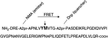 Figure 157.1, Structure of FRET-VWF73. 73 amino acids required for ADAMTS13 cleavage. P7 and P5ʹ are replaced with A2pr, and Nma and Dnp are attached. Nma emits energy that is transferred to Dnp when the sequence is intact. The arrowhead indicates the ADAMTS13 cleavage site. FRET , fluorescence resonance energy transfer.