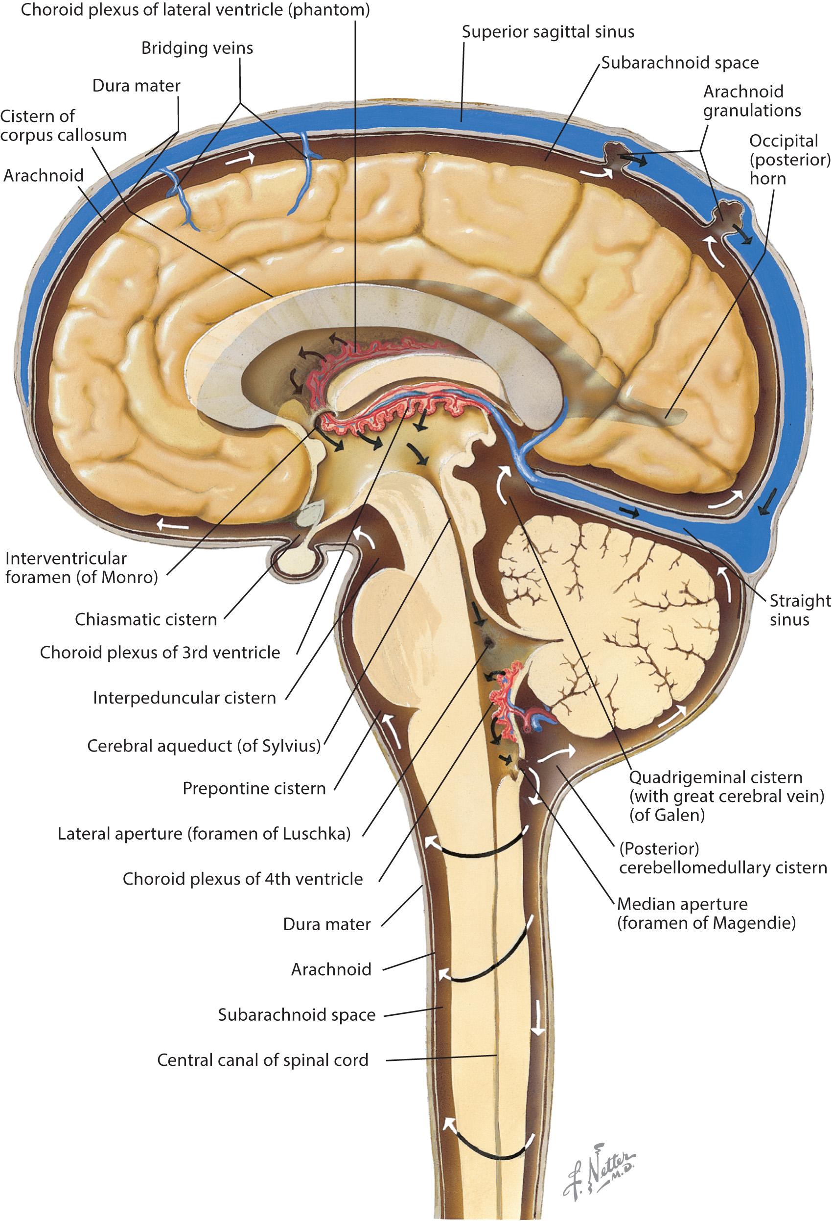 Fig. 2.3, Cerebrospinal Fluid Circulation.