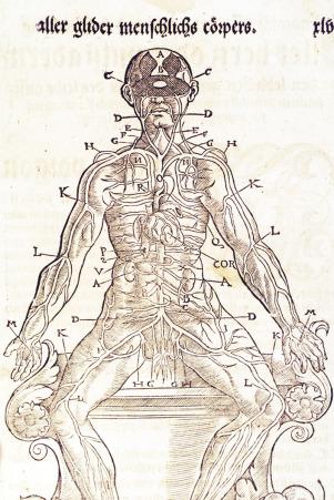 Figure 1.6, Introduced in antiquity was the rete mirabile, an erroneous anatomic structure first discussed by Herophilus. This anatomic error was carried further in the writings of Galen and others and not corrected until the Renaissance. A nice example of this structure is illustrated here, from the Ryff 1541 book on anatomy.