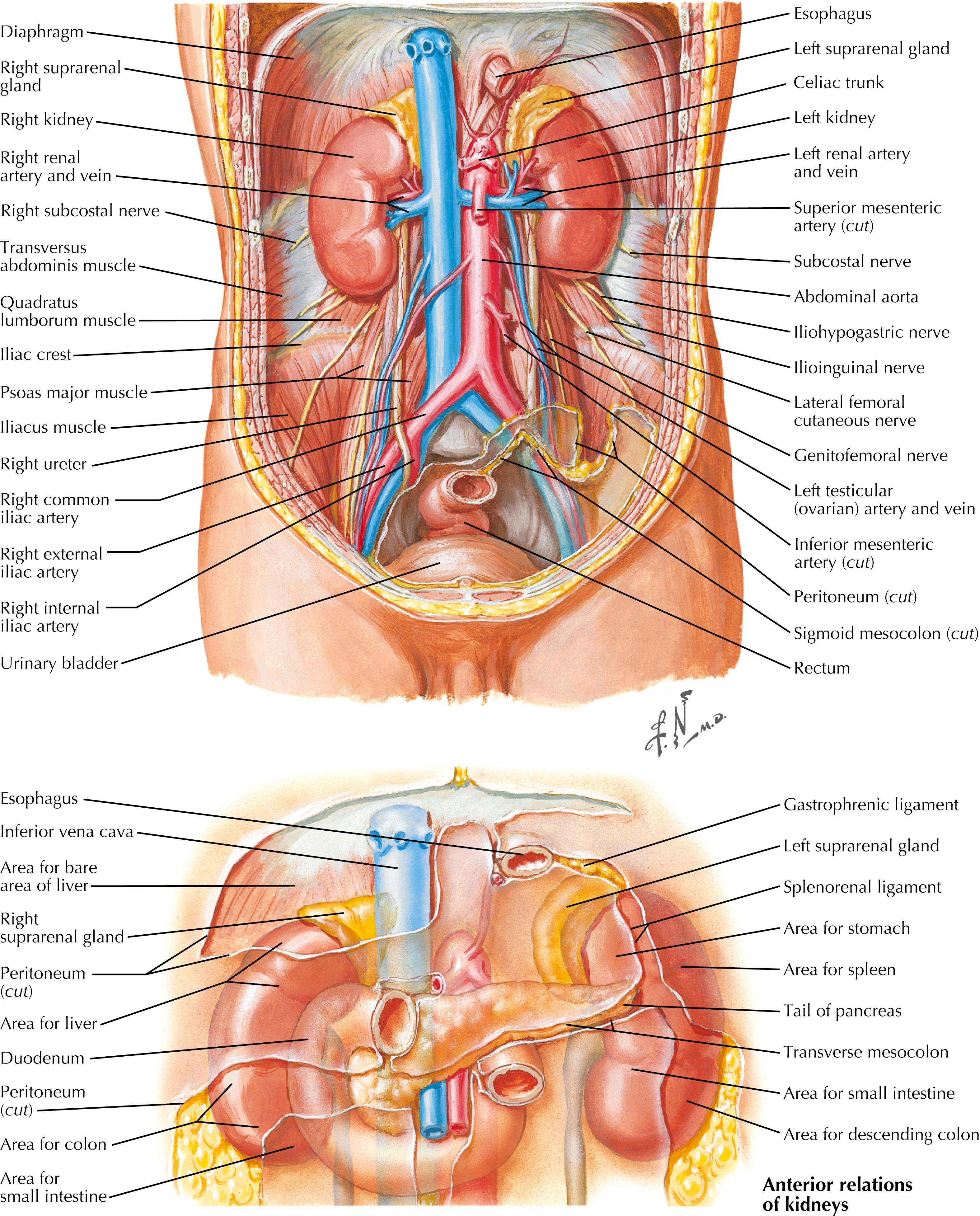 FIGURE 4.1, Adrenal glands in situ, anterior views.