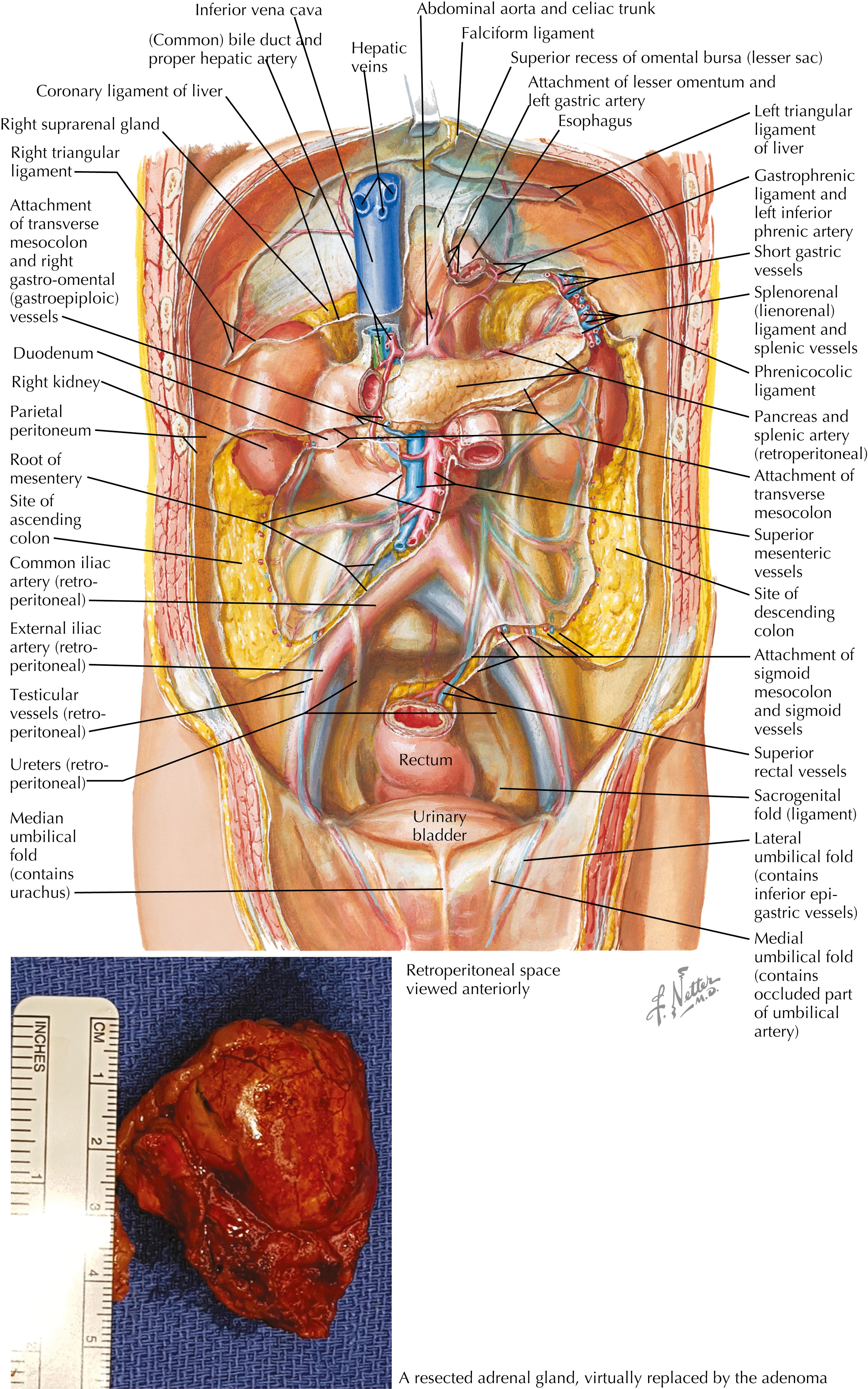 FIGURE 4.2, Peritoneum of posterior abdominal wall.