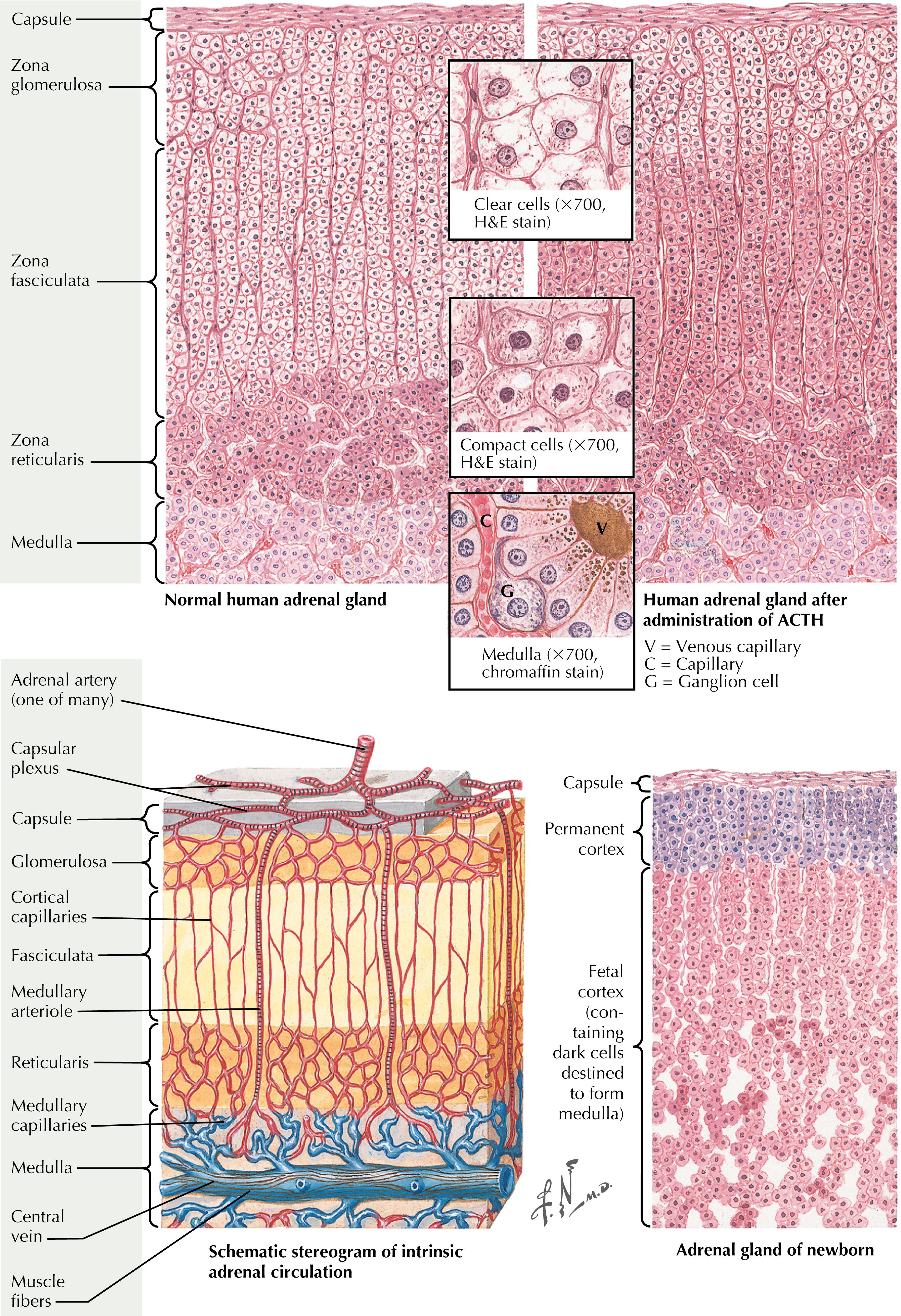 FIGURE 4.3, Histology of the adrenal glands.