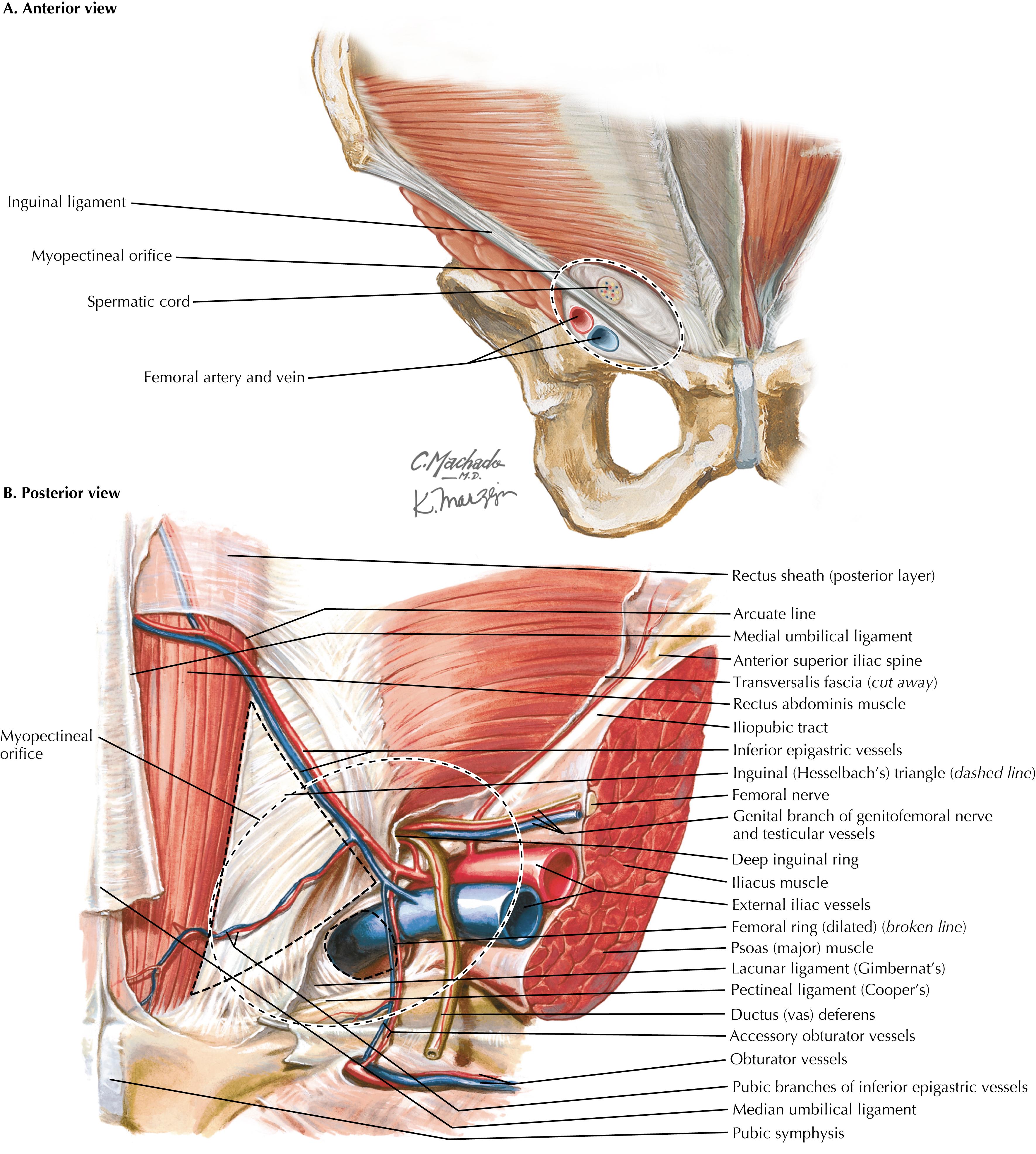 FIGURE 37.1, Anterior and posterior views of the myopectineal orifice.