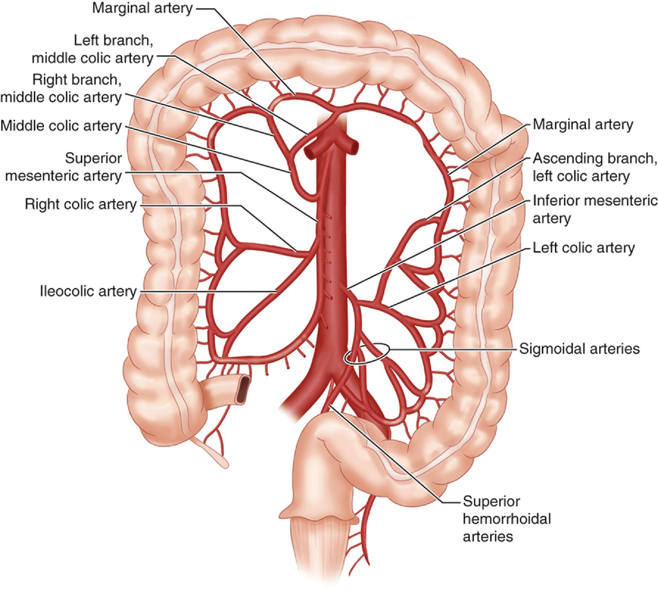 FIG. 1, Colon blood supply.