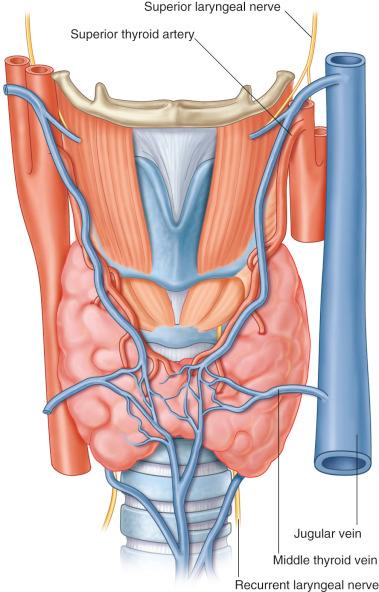 Figure 66.1, Laryngeal composite allograft.