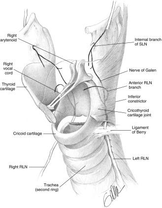 Fig. 15.1, Isolated Laryngeal Anatomy.