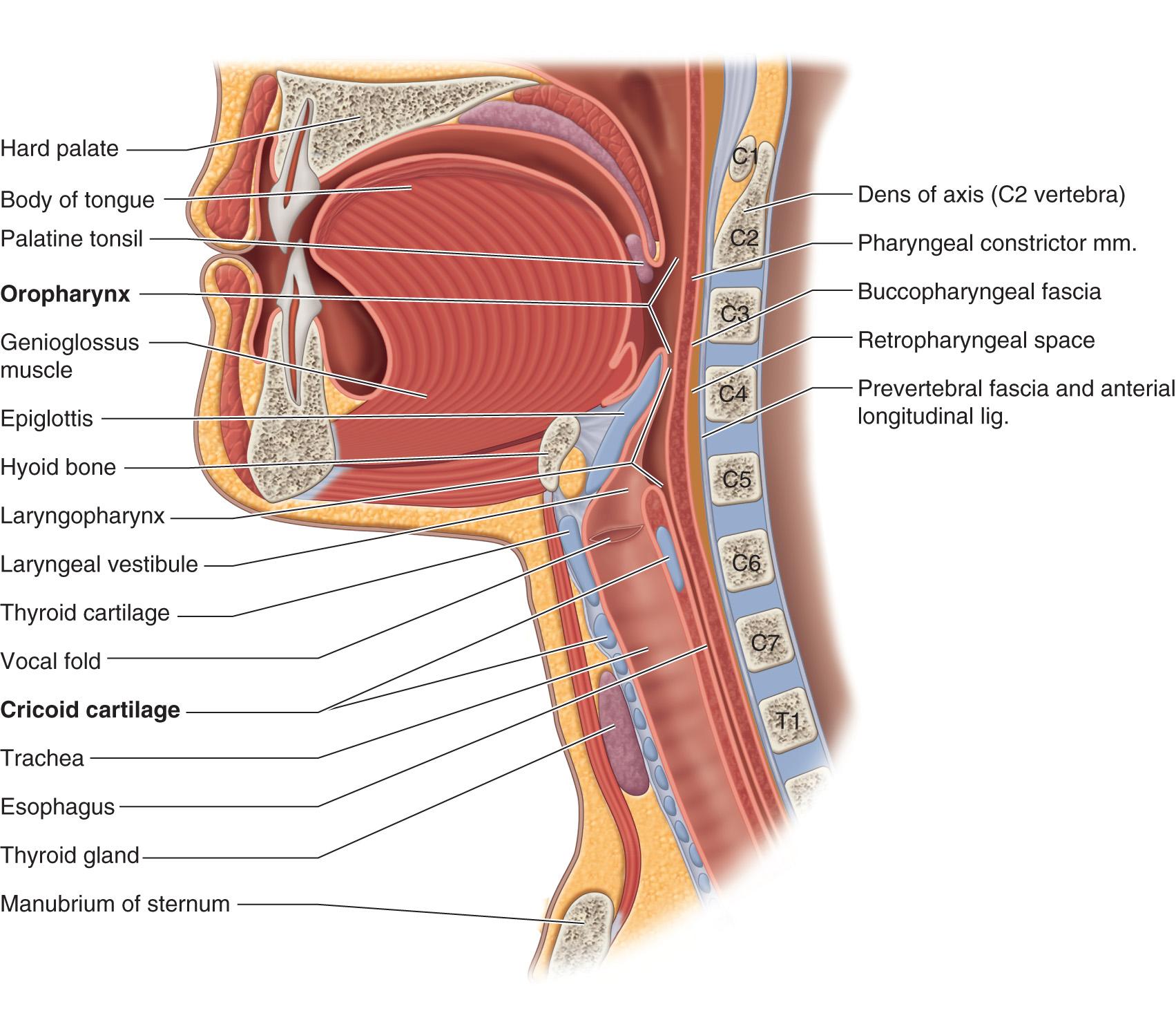 Figure 10.53, Anatomic diagram showing sagittal section of the oral cavity, pharynx, and larynx.