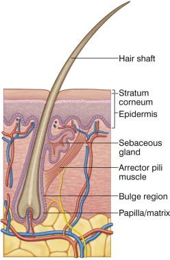 FIGURE 31.1, Anatomy of the hair follicle.
