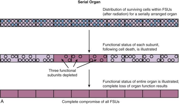 Fig. 18.2, Illustrative comparison of serial versus parallel organs. In this figure, a hypothetical example of 10 cells (circles) per functional unit (square) is shown, after radiation in which 50% of cells are killed (black circles) , and functional subunits ( FSUs ) with 5 or more cells remain functional after radiation. (A) shows an organ in which FSUs are arranged in series; the organ's function is dependent on connectivity to its neighboring FSUs. For organs with FSUs arranged in series (A), damage to 1 or more FSUs (3 are damaged in the figure) results in complete compromise of that component (i.e., loop of bowel or region of spinal cord). For organs in which FSUs are arranged in parallel (B), damage to a portion of FSUs (3 shown in the figure) results in partial or no apparent organ compromise. Repopulation within the FSUs is not shown.