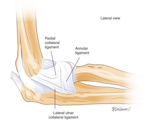 Fig. 27.1, Lateral elbow ligamentous anatomy.