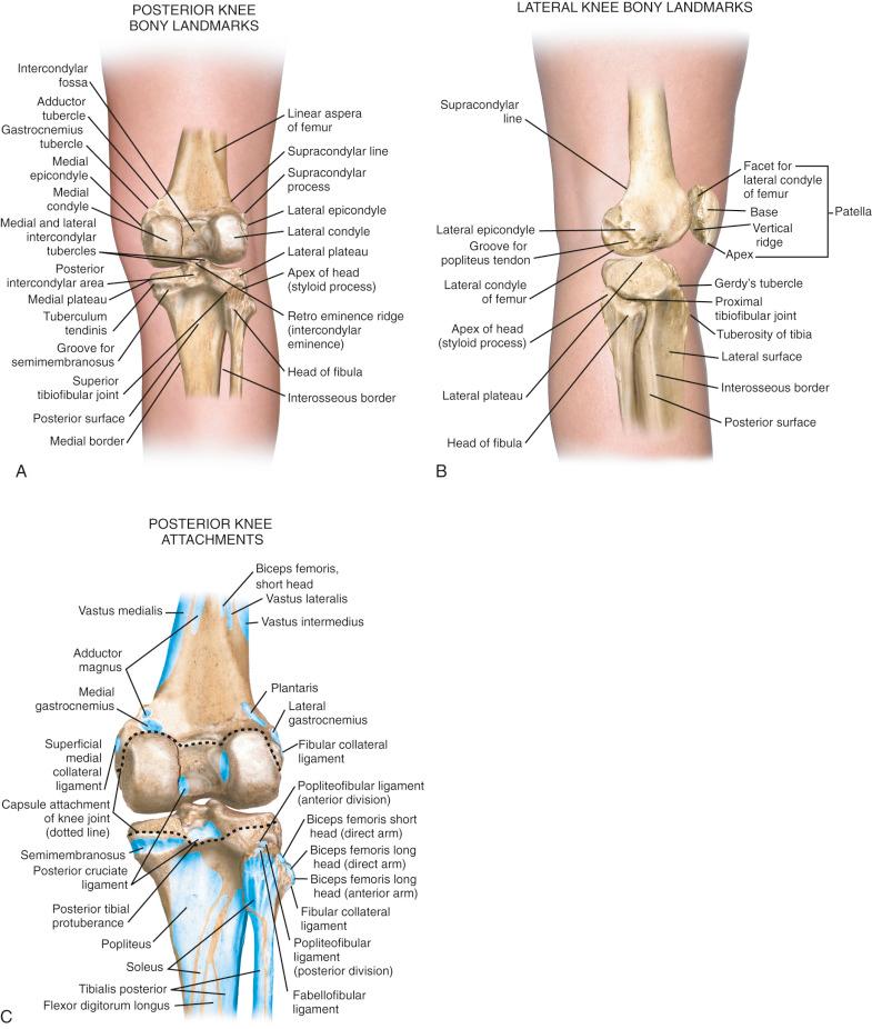 FIG 2-1, A, Bony anatomy of the posterior knee joint. B, Bony anatomy of the lateral knee joint. C, Key anatomic attachments of the posterior aspect of the knee with the joint capsule outlined. D, Key anatomic attachments of the lateral aspect of the knee with the joint capsule outlined.
