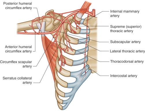 Figure 41.2, The arterial supply of the latissimus dorsi muscle.