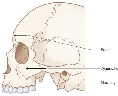 Fig. 1.13.3, Horizontal buttresses of the face.