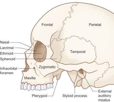 Fig. 1.13.5, Sagittal view of the skull – skeletal anatomy.