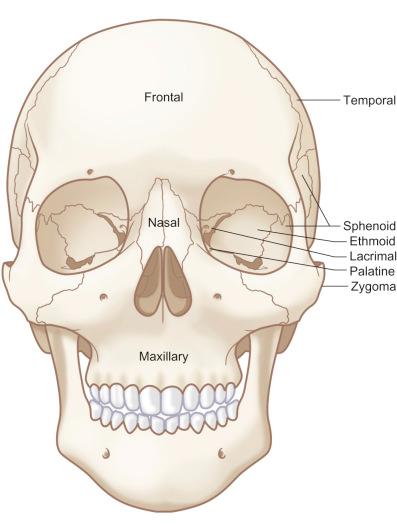 Fig. 1.13.6, Anterior view of the skull – skeletal anatomy.