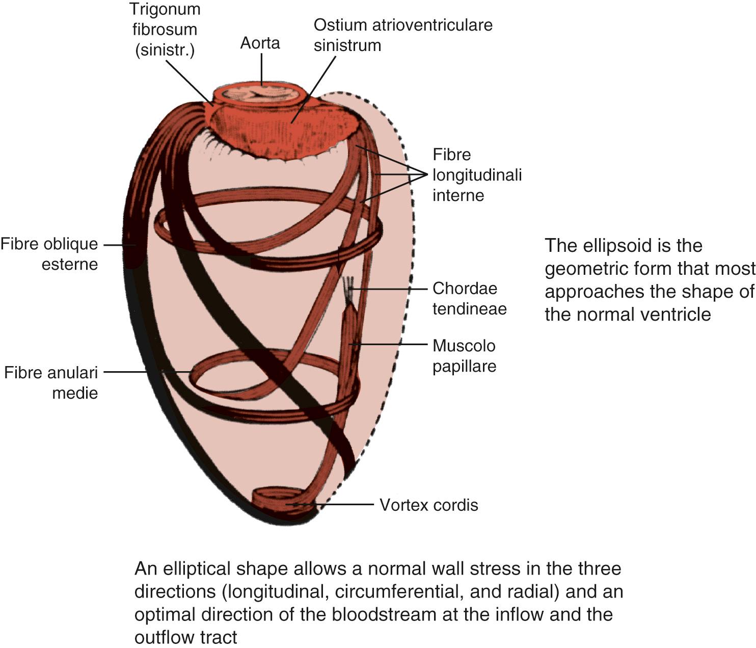 FIGURE 100-2, The three-dimensional architecture of the heart. From an eighteenth-century atlas of anatomy.