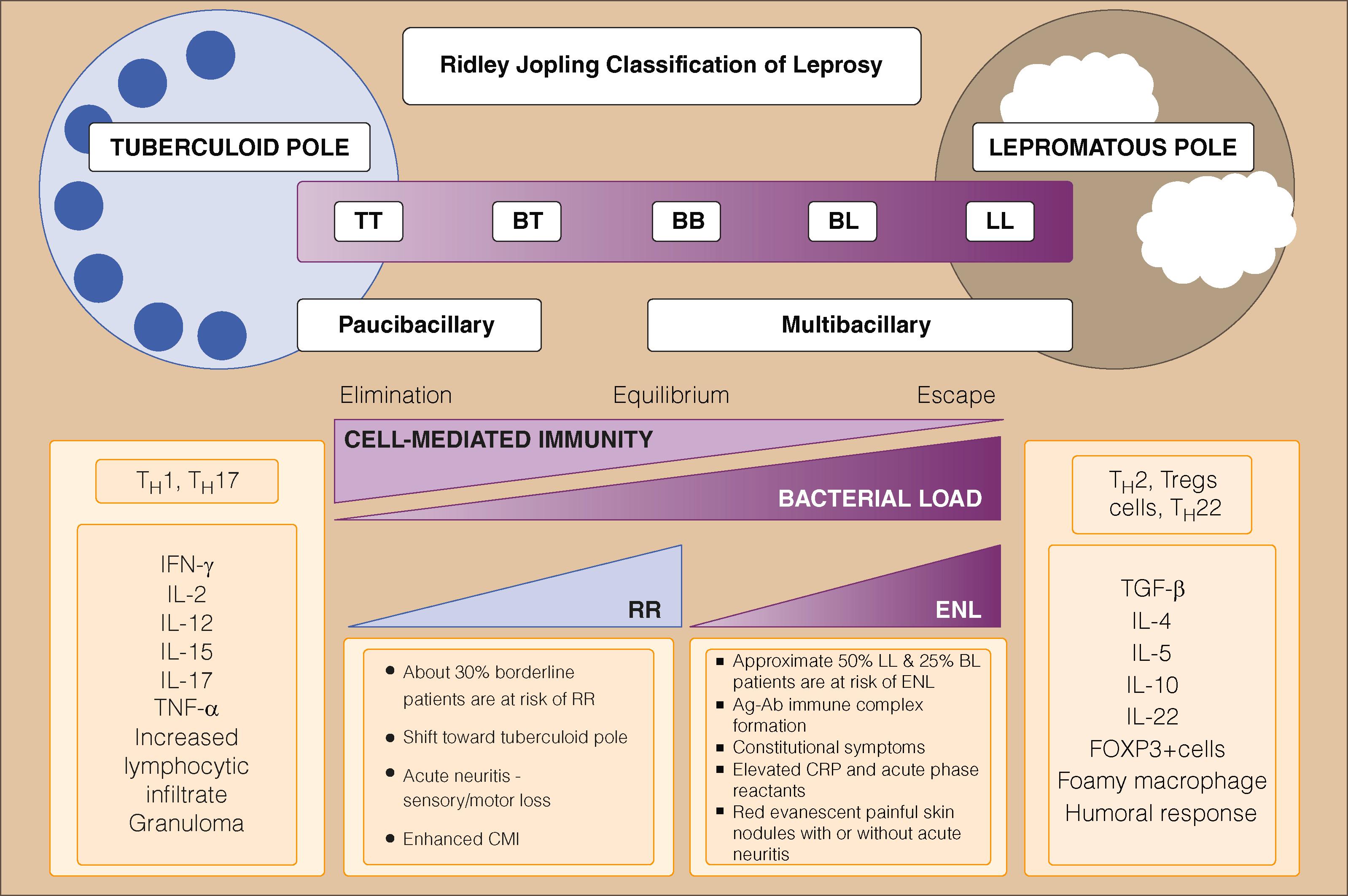 E-FIGURE 301-1, The bacteriologic, immunologic, and clinical spectrum of leprosy. Towards the tuberculoid pole, cell-mediated immunity is strong, with predominance of a T-helper (T H ) and T H 17 immune response. This response keeps the bacillary load in check (paucibacillary), and biopsy specimens of skin lesions or slit skin smears reveal few or no bacilli. Lepromatous (multibacillary) leprosy has a strong T H 2 and regulatory T cell (Treg) response, which allows the bacilli to replicate; biopsy and slit skin smears are often teeming with acid-fast bacilli. The intermediate forms can resemble either tuberculoid or lepromatous leprosy, based on the host’s prevalent immune response. BB = borderline borderline; BL = borderline lepromatous; BT = borderline tuberculoid; CMI = cell-mediated immunity; CRP = C-reactive protein; ENL = erythema nodosum leprosum; FOXP3 = forkhead box P3; IFN = interferon; IL = interleukin; LL = lepromatous; RR = reversal reaction; TGF = transforming growth factor; TT = tuberculoid leprosy.