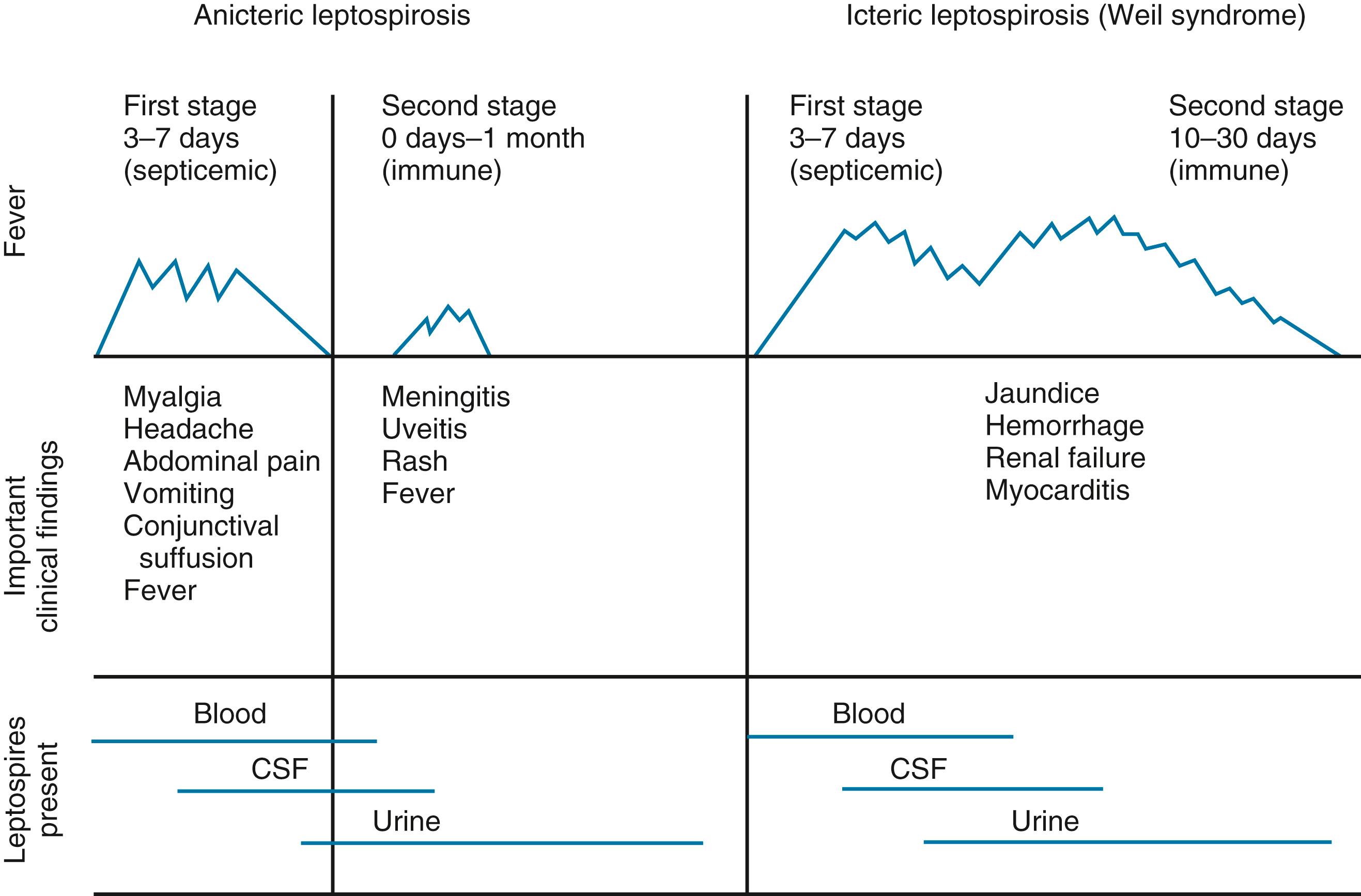 FIGURE 184.1, Stages of anicteric and icteric leptospirosis. Correlation between clinical findings and the presence of leptospires in body fluids. CSF, cerebrospinal fluid.