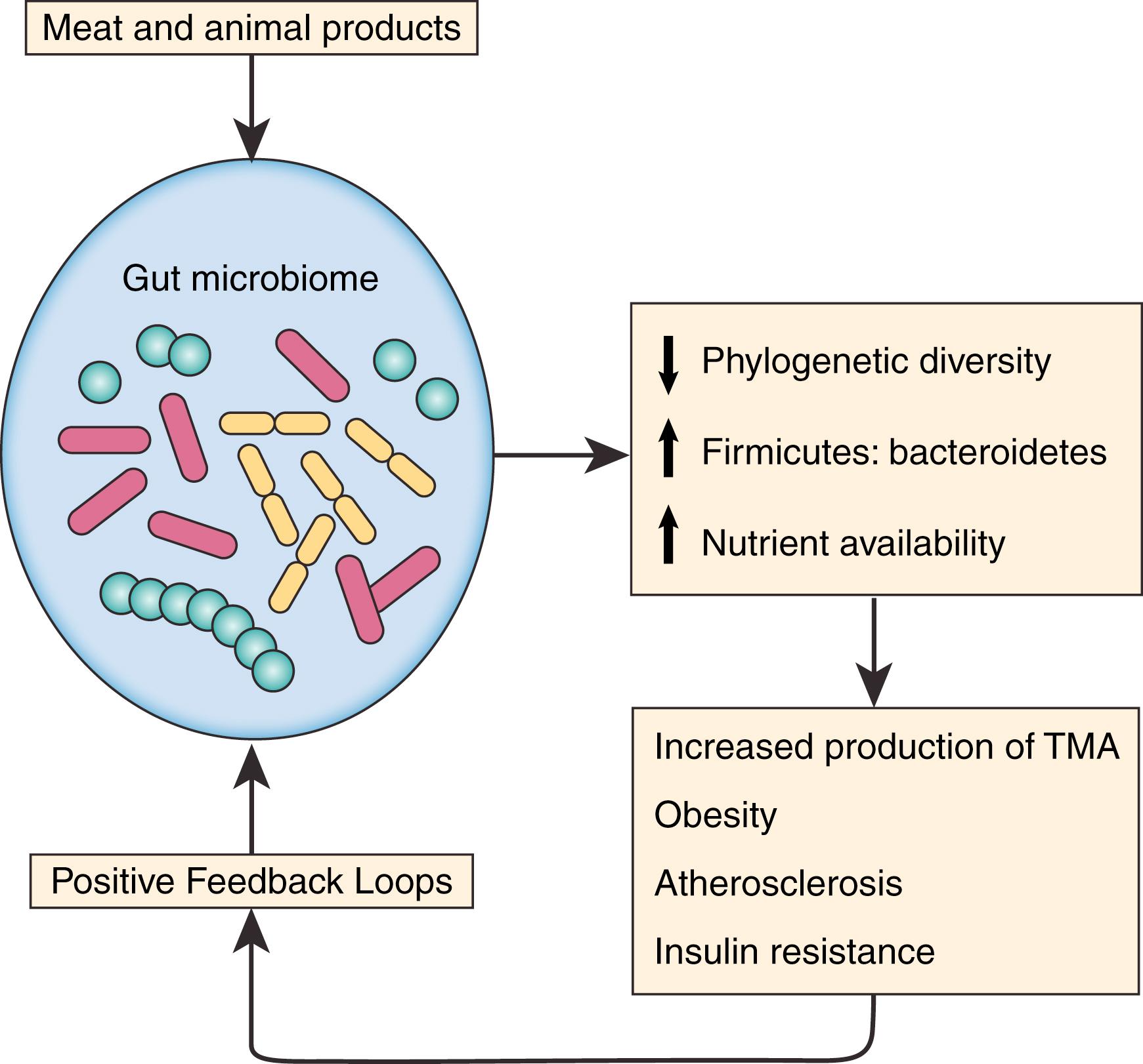 Figure 16.2, Interaction of Diet and the Human Gut Microbiome.