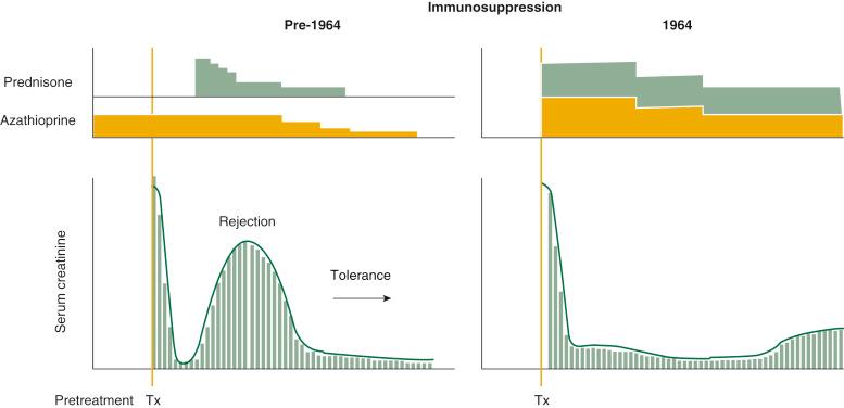 FIGURE 88-4, A historical shift in immunosuppression strategy for organ transplant recipients. Left, During 1962-1963. Azathioprine monotherapy before and after kidney transplantation was supplemented with prednisone only to control and reverse breakthrough rejections. Surrogate immune monitoring was with serum creatinine determinations. Right, Early 1964 onward. Pretransplant immunosuppression was omitted, and prophylactic therapy with prednisone was begun at the time of transplantation. The profound significance of these management changes was recognized 3 decades later. Tx , Organ transplantation.