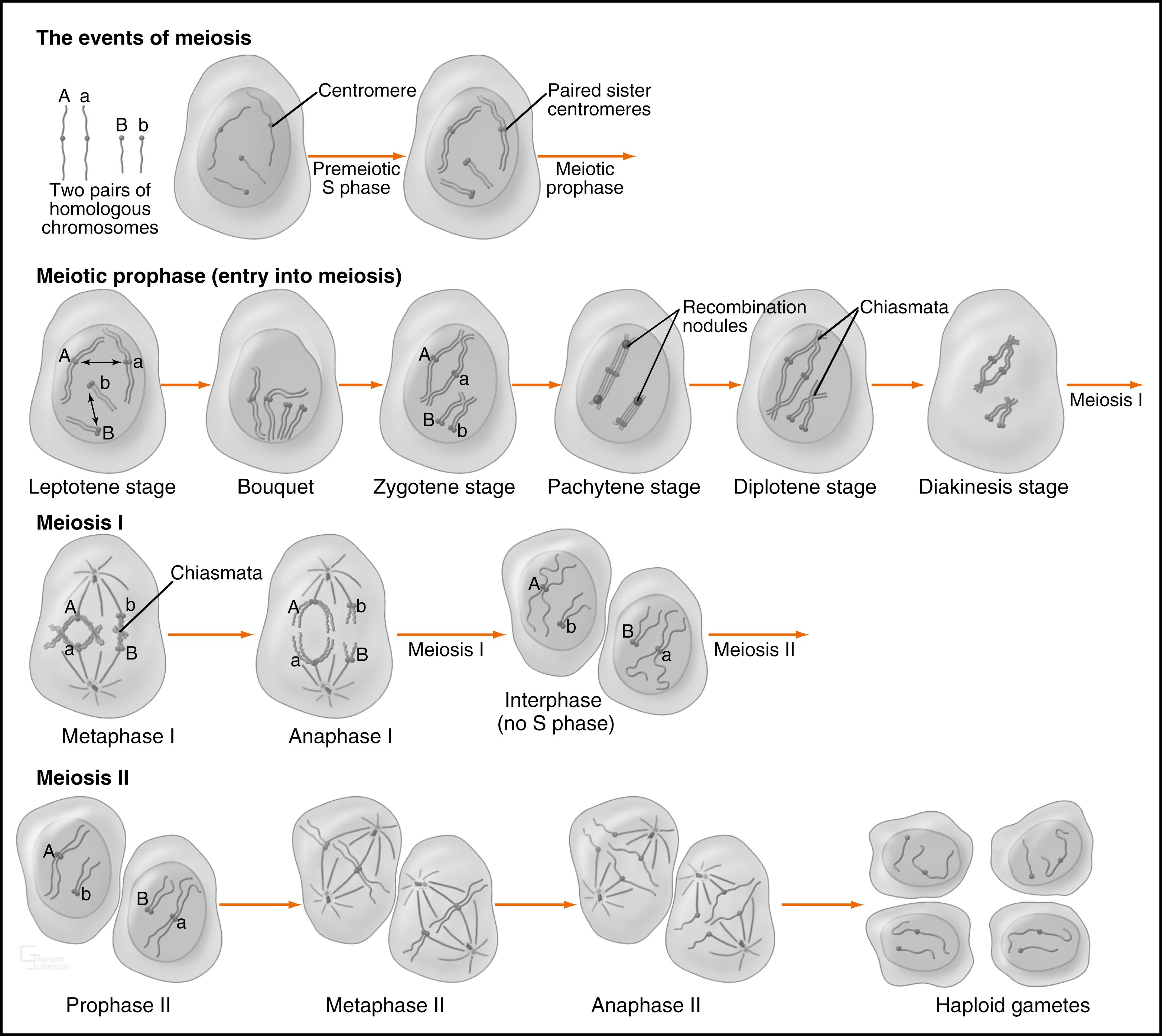 Fig. 8.1, The Events of Meiosis.