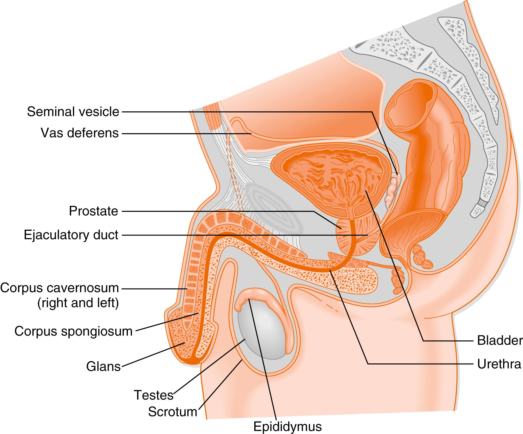 Fig. 8.2, The anatomy of the male reproductive tract.
