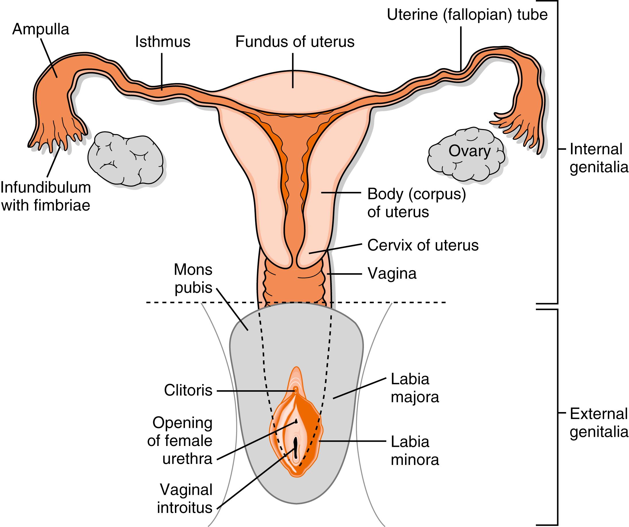 Fig. 8.3, The anatomy of the female reproductive tract.
