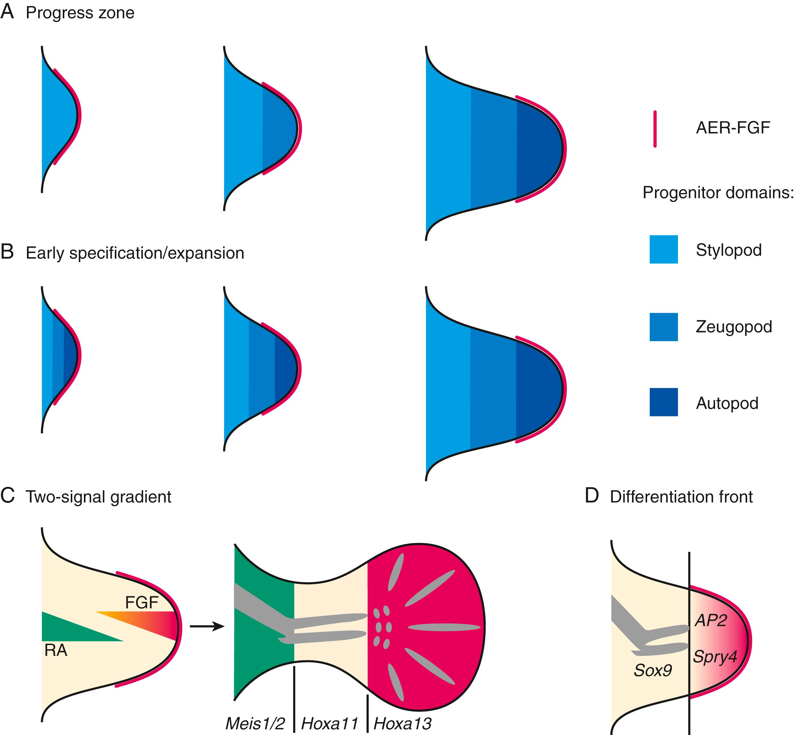 Fig. 21.3, Models and mechanisms of progenitor domain (PD) limb axis morphogenesis. (A) The original progress zone model. PD positional information values depend on the time cells have spent in the progress zone under the influence of the apical ectodermal ridge (AER) . Stylopod identity is acquired early, whereas zeugopod and autopod identities are specified at progressively later time points. The sequence of skeletal elements is specified from proximal to distal. (B) Early specification/expansion model. PD positional information is specified very early during initiation of limb-bud development and the specified territories expand sequentially during distal progression of limb-bud outgrowth. (C) Two-signal gradient model. Cells are specified by a proximal to distal retinoic acid (RA) gradient emanating from the embryonic flank/proximal limb bud and by a distal to proximal gradient of AER–fibroblast growth factor (FGF) signaling. Integration of these two signals over space and time provides the cells with their positional values. The Meis1/2, Hoxa11, and Hoxa13 expression domains mark the three PD territories. (D) The differentiation front model. AER-FGF signaling keeps the distal mesenchyme in an undifferentiated state. Sprouty4 (Spry4) and AP2 are molecular markers of these two domains and are displaced distally during progression of limb-bud overgrowth.