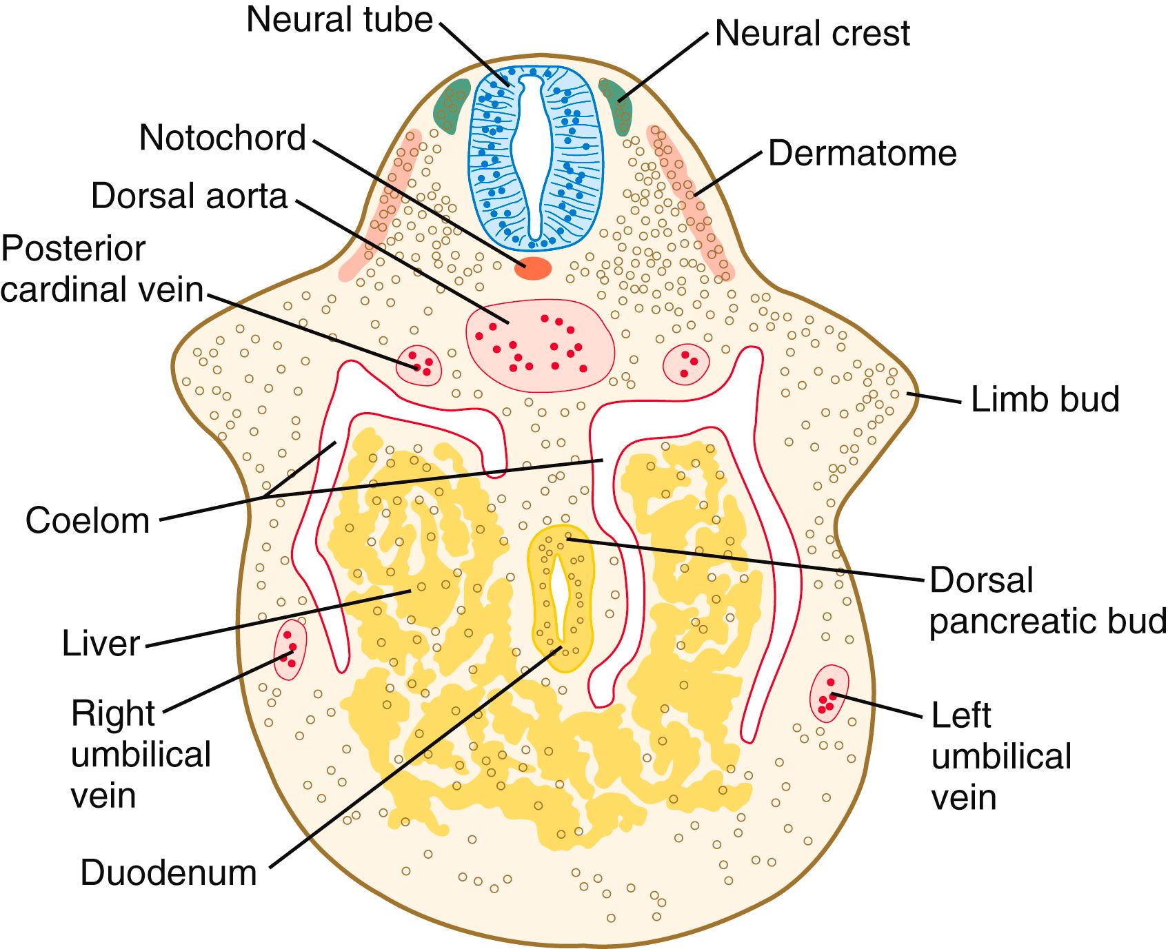 Fig. 10.1, Cross section through the trunk at an early stage of limb bud development that shows the position of the limb bud in relation to that of the somite (dermatome) and other major structures.