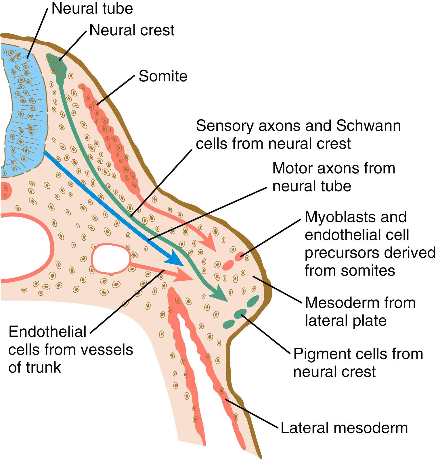 Fig. 10.10, The different types of cells that enter the limb bud.