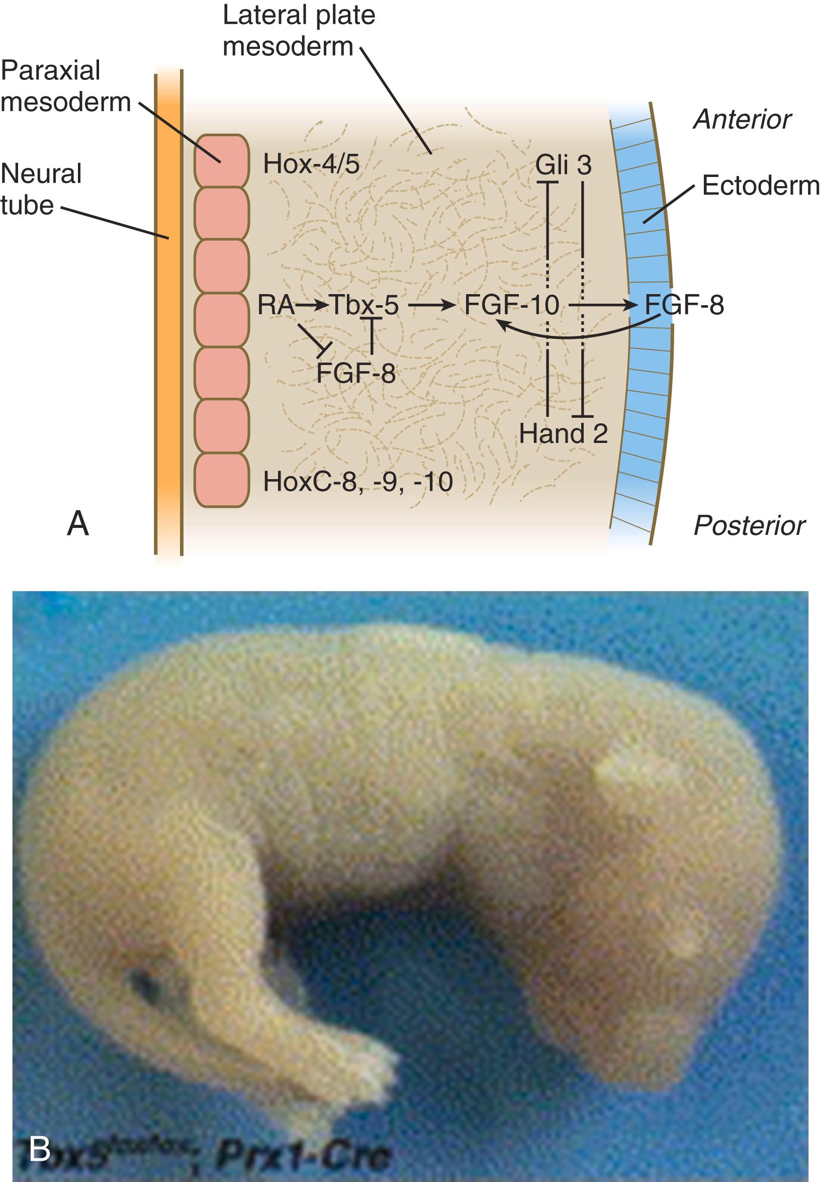 Fig. 10.2, (A) Molecular interactions involved in the initiation of forelimb development.