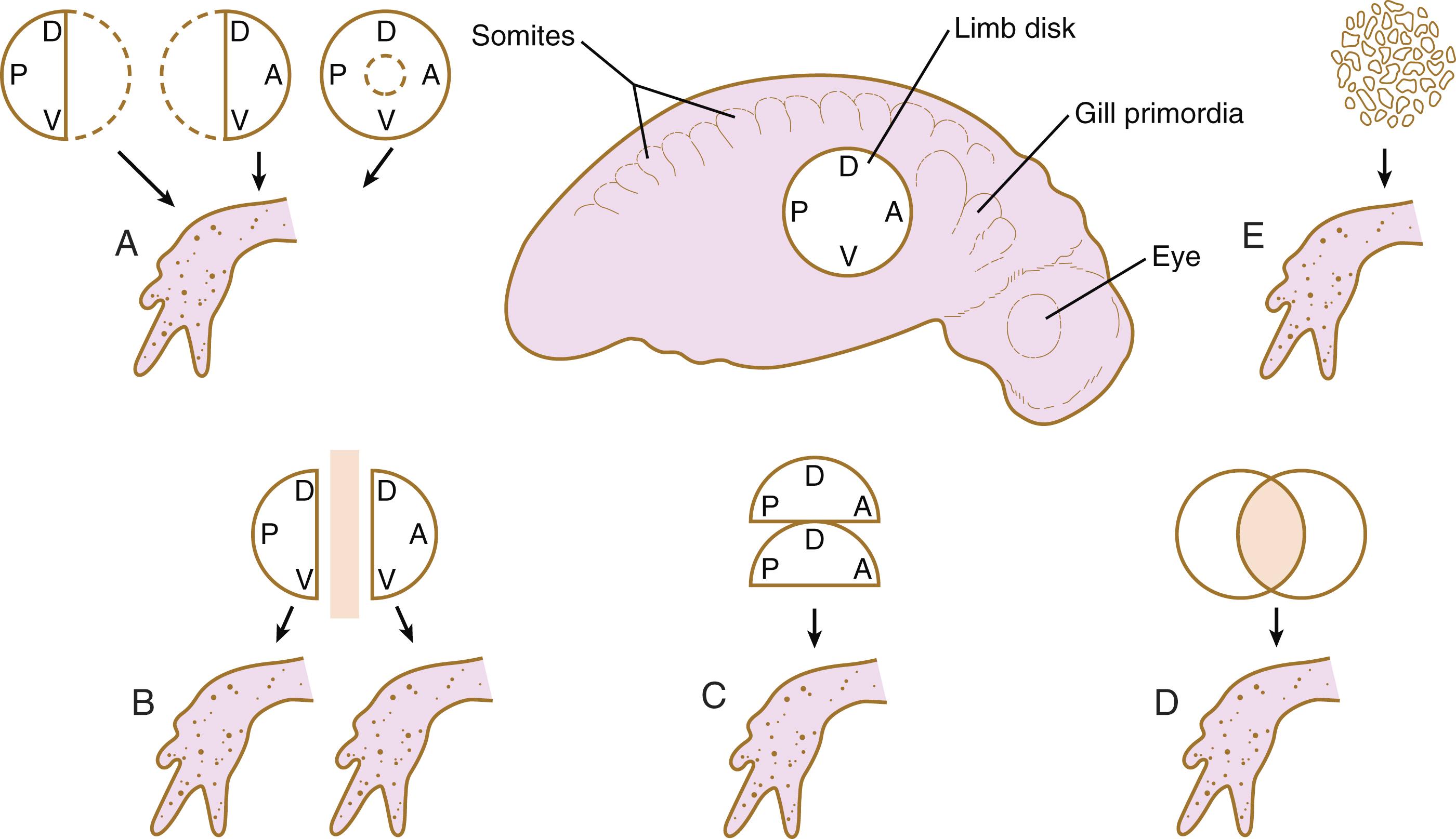 Fig. 10.4, Experiments showing regulative properties of limb disks in amphibian embryos.