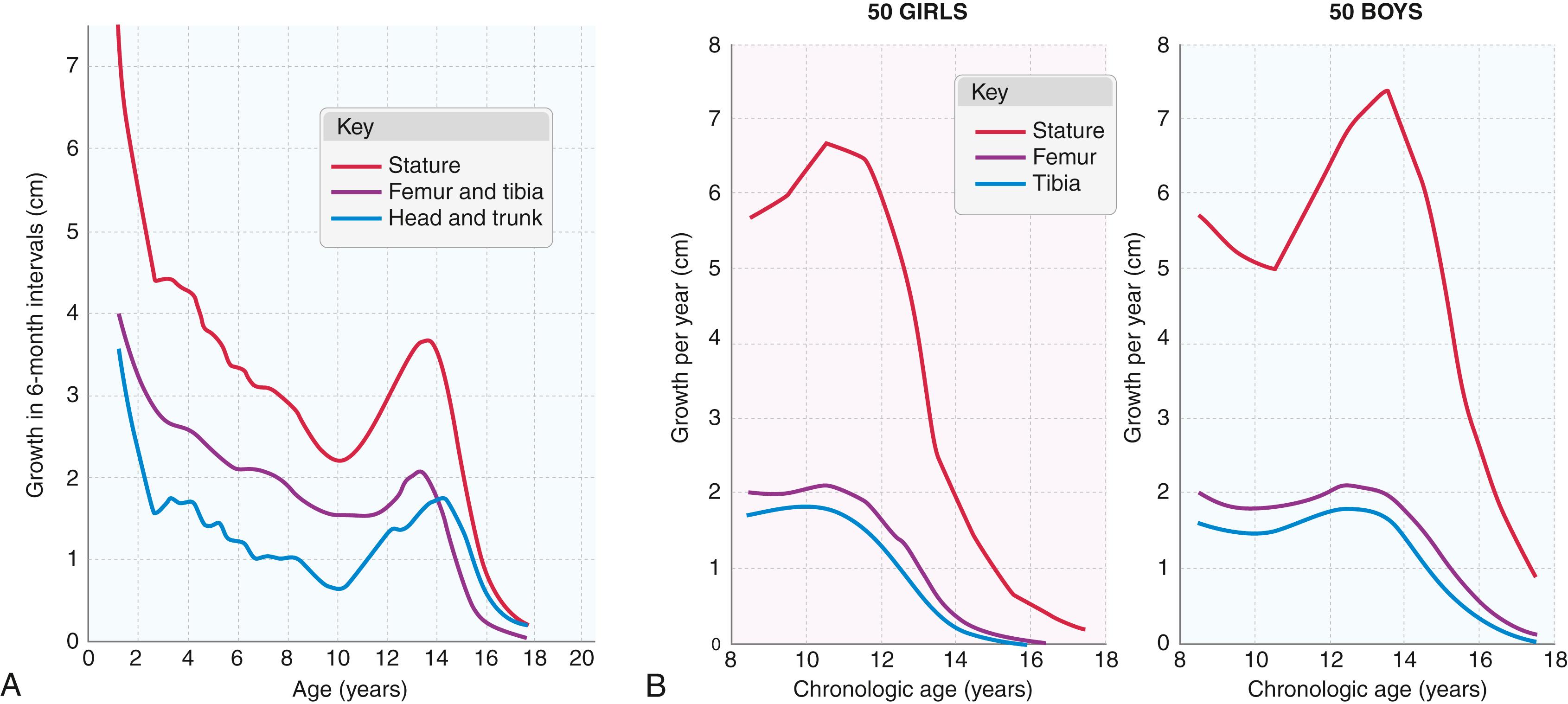 Fig. 20.12, Average yearly rates of growth (femur, tibia, and total stature) as determined by Anderson and colleagues, 16 from the data presented in Table 20.1 . (A) Pattern of growth in a boy from age 1 to 18 years. Note the decreasing rate of growth in stature and in femur, tibia, and trunk length during the first decade. In the second decade, there is a definite short period of accelerated growth—the adolescent growth spurt. This general pattern of growth is similar in all children. (B) Average yearly rates of growth derived from completely longitudinal series in 50 girls (left) and 50 boys (right) .