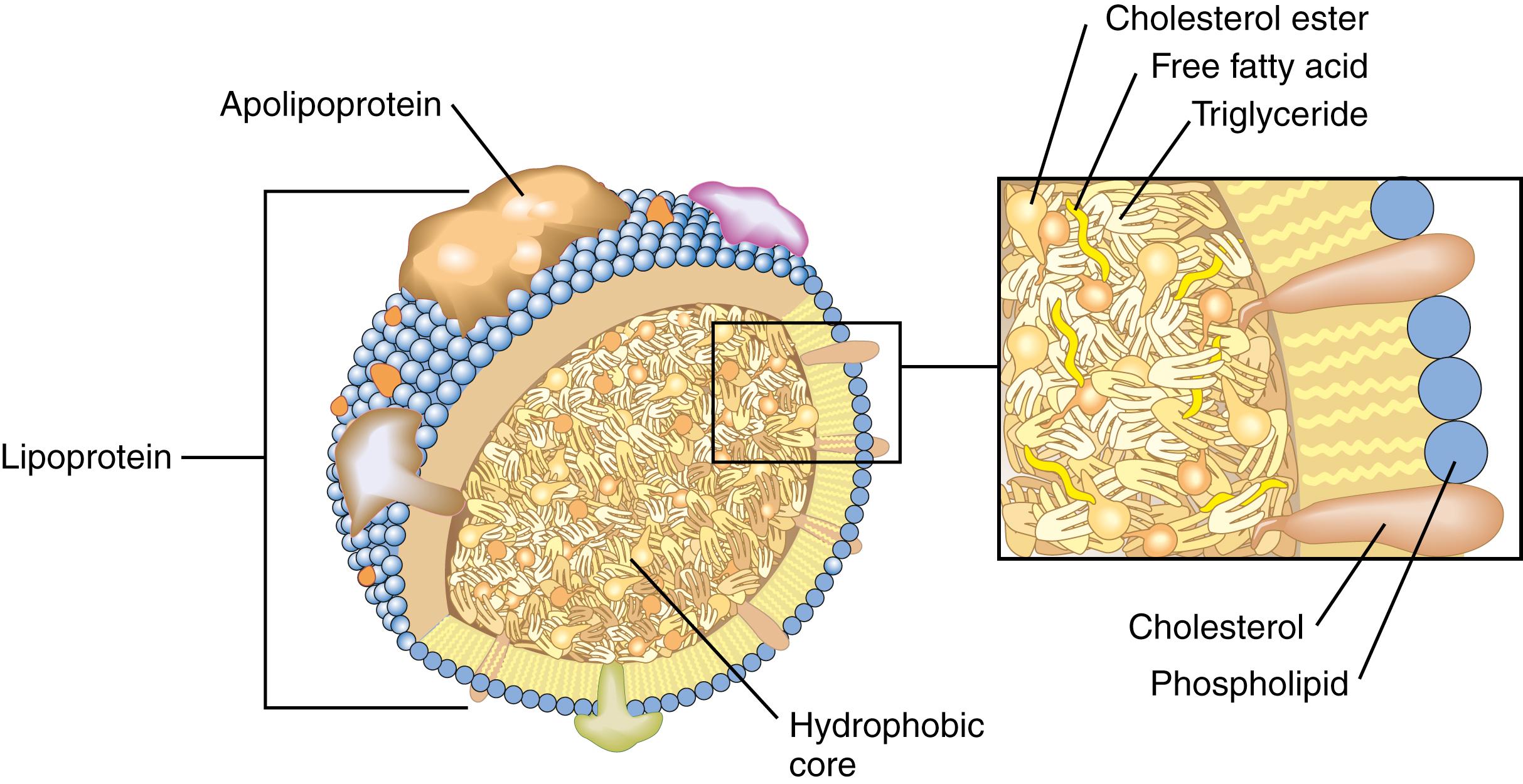 Figure 18.1, Lipoprotein structure. Lipoproteins are spherical particles with a hydrophobic core and an amphiphilic surface. The surface consists of a single layer of phospholipids. This surface layer also contains proteins and free cholesterol. The hydrophobic core mainly contains triglycerides and cholesteryl esters.