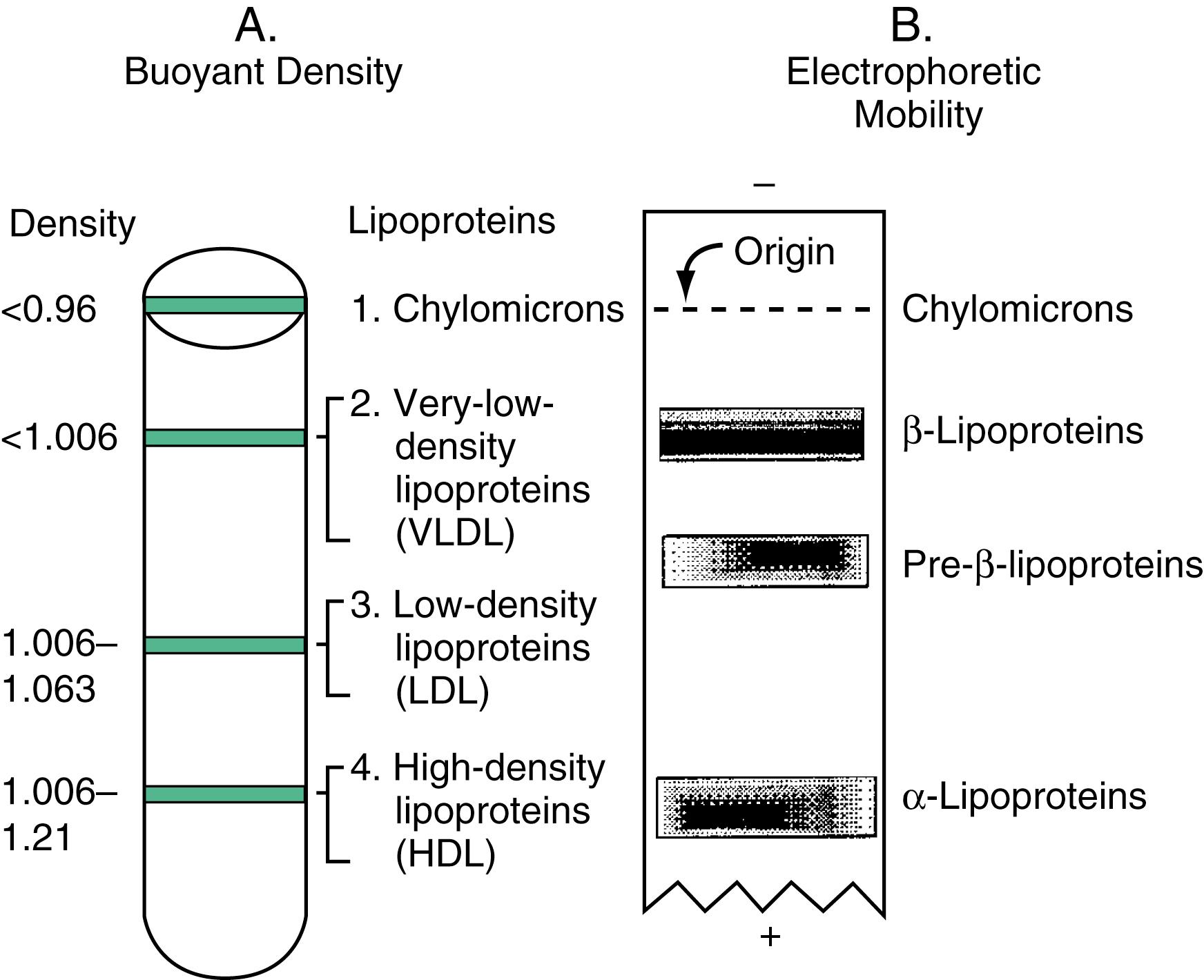 Figure 18.2, Lipoprotein classification. Lipoproteins are classified on the basis of buoyant density (A) or electrophoretic mobility (B). Separation of lipoproteins based on buoyant density depends on the ratio between lipids and proteins present in them. Lipoproteins that contain higher amounts of lipids have lower buoyant density and are collected on top of the centrifuge tube. Separations based on electrophoretic mobility are based on the number of charges present on lipoproteins and are independent of their size and buoyant density.