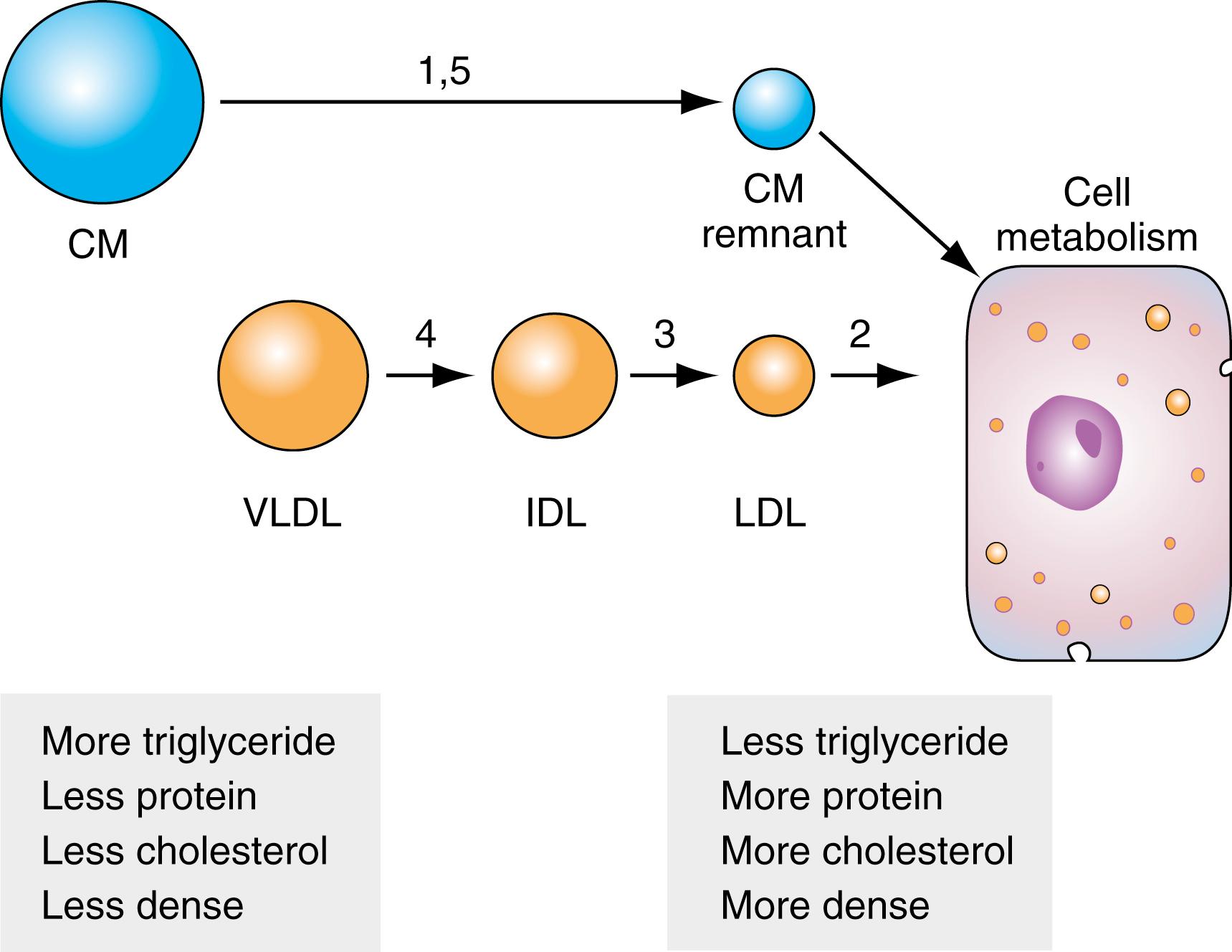 Figure 18.3, Metabolism of lipoprotein particles. The figure depicts successive shrinkage in the size of lipoproteins as a consequence of the lipolysis of triglycerides present in the particles. The number over each step in the pathway represents the functional hyperlipoproteinemia caused by a block between two intermediates (see Table 18.3 ). CM, Chylomicron; IDL, intermediate-density lipoprotein; LDL, low-density lipoprotein; VLDL, very-low-density lipoprotein.