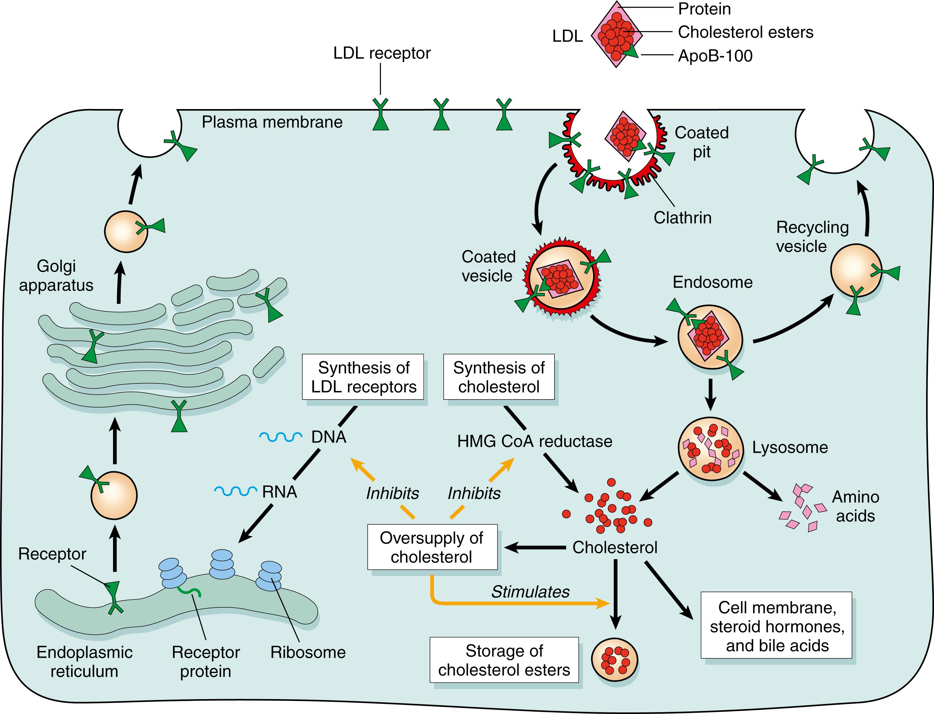 Figure 18.4, The low-density lipoprotein (LDL) receptor pathway and regulation of cholesterol metabolism.