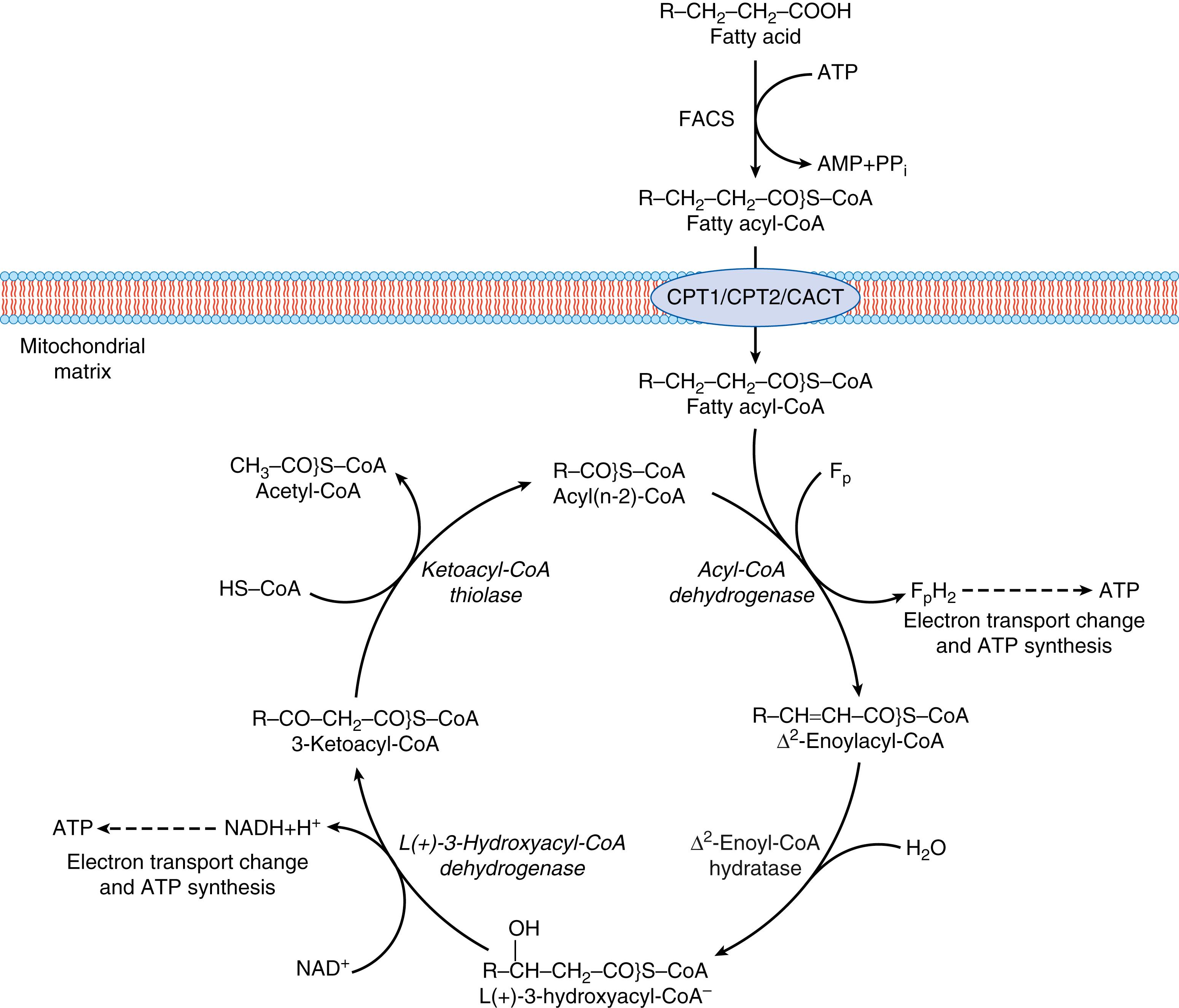 Fig. 33.1, Pathway of fatty acid β-oxidation in the mitochondria. Once inside the cell, the fatty acyl-CoA synthase (FACS) adds a coenzyme-A to the fatty acid forming fatty acyl-CoA. Carnitine palmitoyltransferase 1 (CPT1) converts fatty acyl-CoA to fatty acylcarnitine, which is transported across the inner mitochondrial membrane by the carnitine translocase (CAT) . An inner mitochondrial membrane carnitine palmitoyltransferase 2 (CPT2) then converts the fatty acylcarnitine back to fatty acyl-CoA, which enters the β-oxidation pathway that results in the production of one acetyl-CoA from each cycle. The acetyl-CoA formed enters the TCA cycle, and the NADH and reduced flavoprotein (FpH 2 , FADH 2 ) produced by both fatty acid β-oxidation and the TCA cycle are used by the electron transport chain for ATP synthesis.