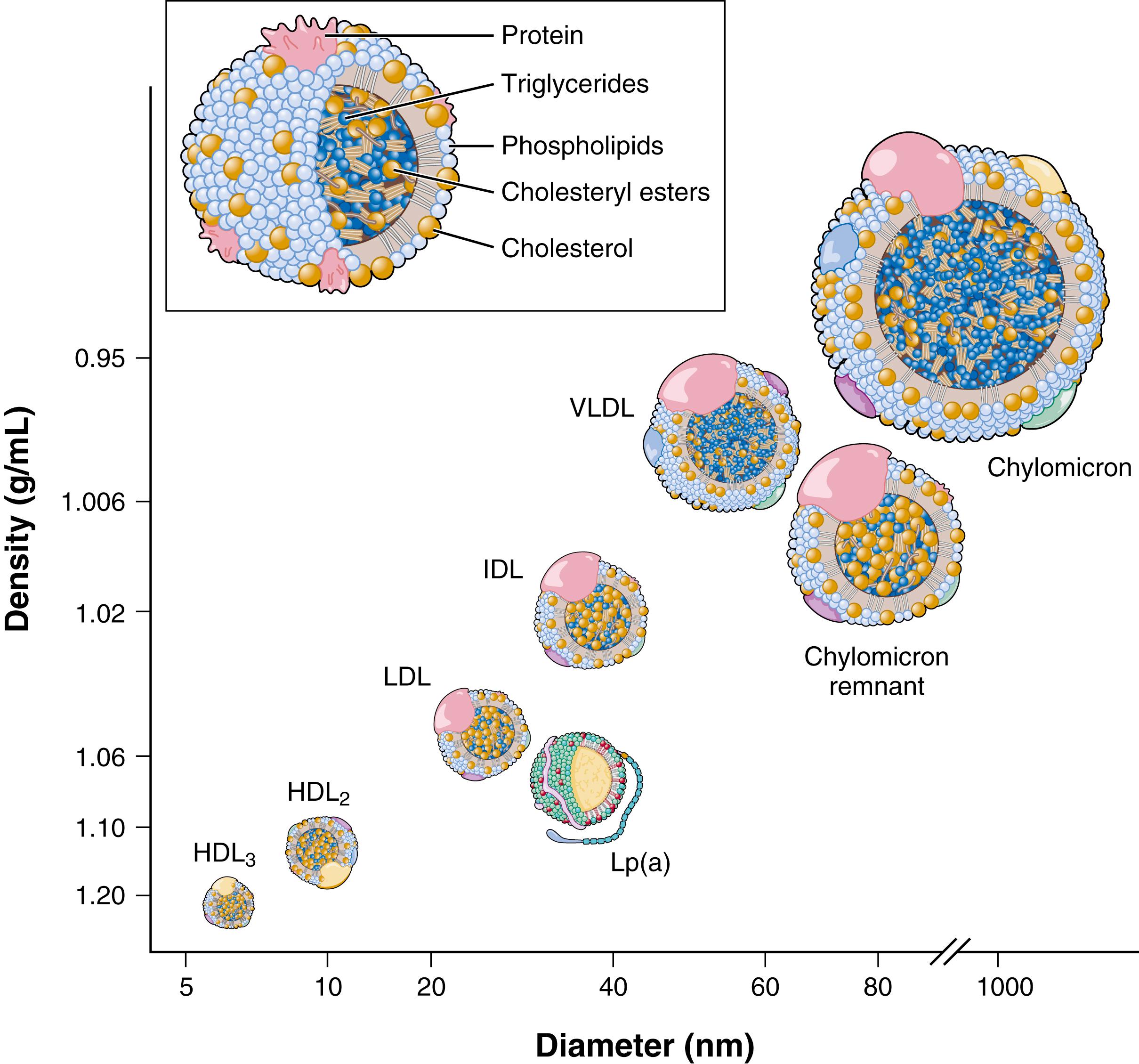 FIGURE 27.2, Relative size of plasma lipoproteins according to their hydrated density. The density of plasma is 1.006 g/mL. Inset , Structure of lipoproteins. Phospholipids are oriented with their polar group toward the aqueous environment of plasma. Free cholesterol is inserted within the phospholipid layer. The core of the lipoprotein is composed of cholesteryl esters and triglycerides. Apolipoproteins are involved in the secretion of lipoprotein, provide structural integrity, and act as cofactors for enzymes or as ligands for various receptors. HDL , High-density lipoprotein; IDL , intermediate-density lipoproteins; LDL , low-density lipoprotein; Lp(a) , lipoprotein(a); VLDL, very-low-density lipoprotein.