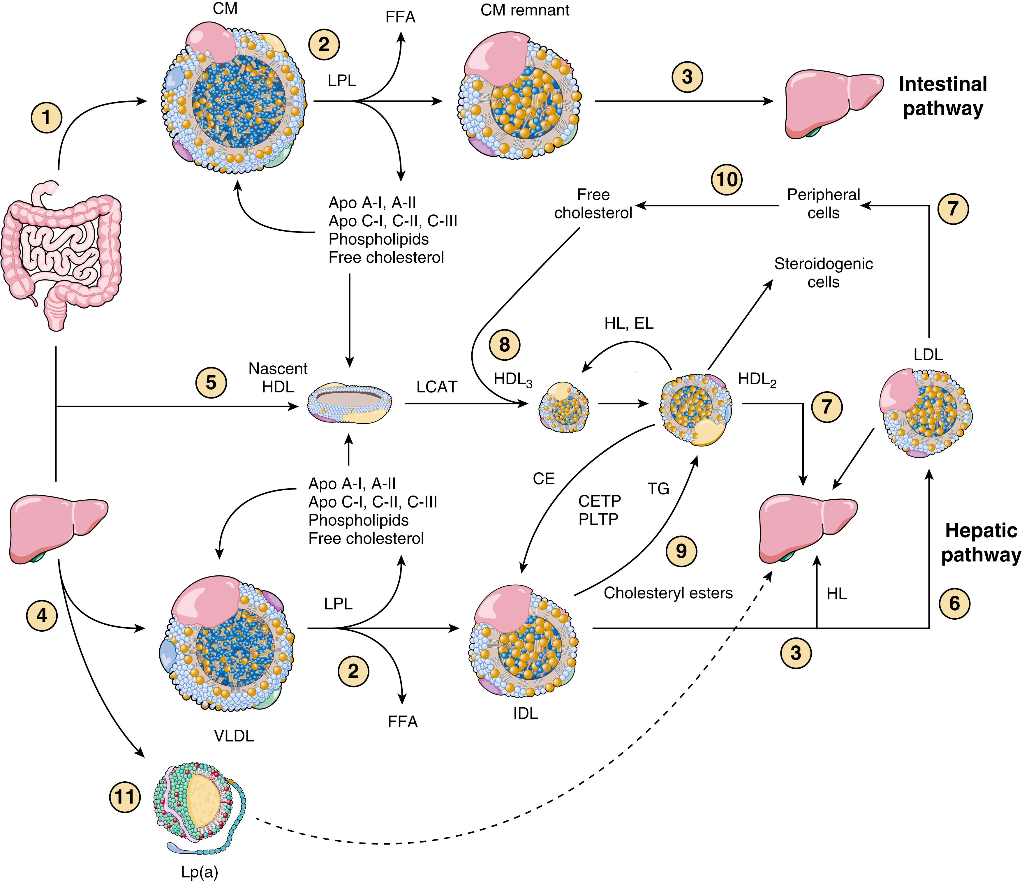 FIGURE 27.3, Schematic diagram of the lipid transport system. Numbers in circles refer to explanations in text. Refer to Tables 27.1–27.3 for abbreviations. CM, Chylomicron; FFA, free fatty acid.