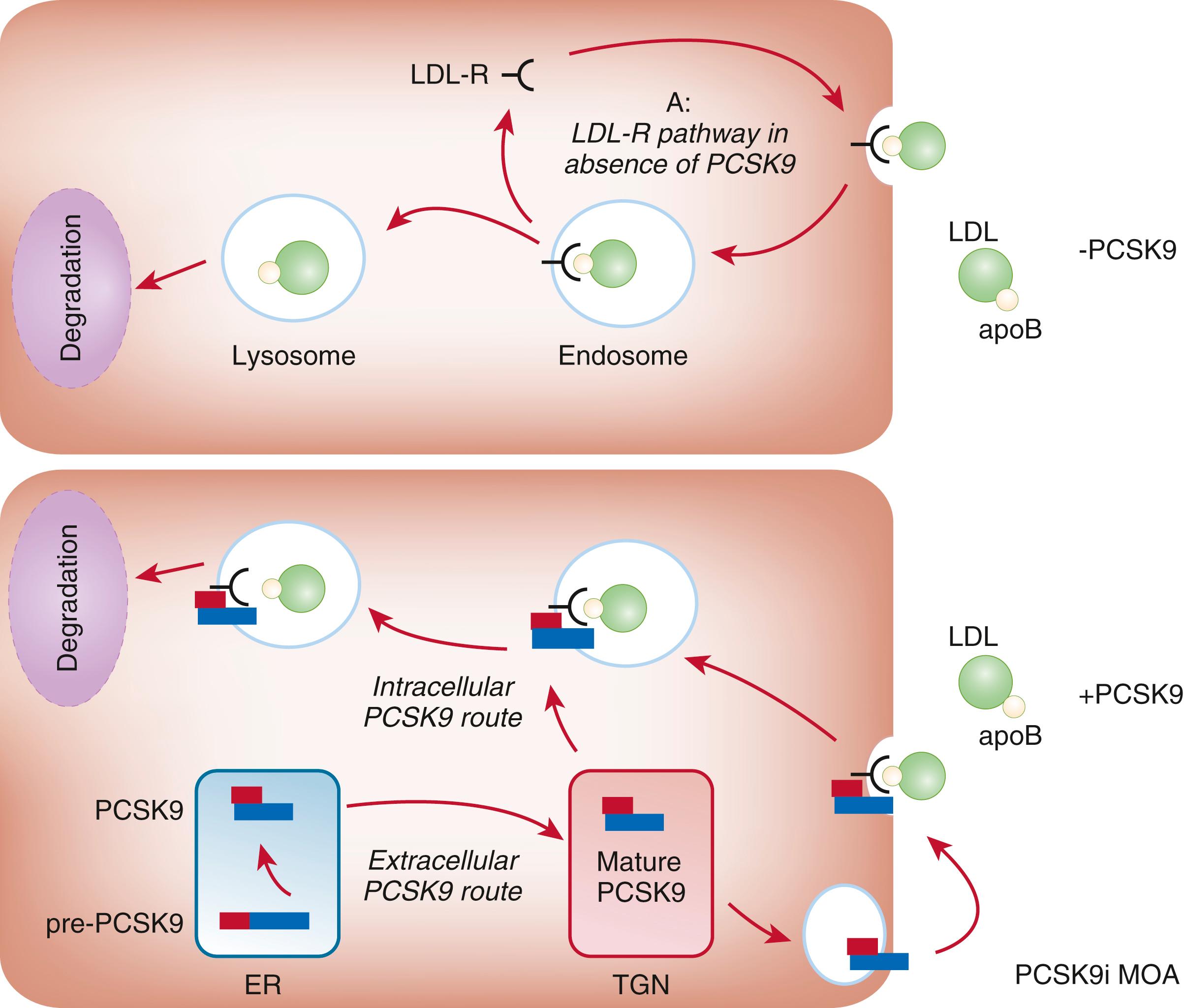 FIGURE 27.4, Diagram of a hepatocyte expressing the low-density lipoprotein receptor (LDL-R). Top panel, In the absence (or mAb blockade) of PCSK9, the LDL-R recycles rapidly to the cell surface. LDL particles are cleared by LDL by receptor-mediated endocytosis, thereby lowering LDL-C concentration in the blood. Bottom panel, PCSK9 chaperones the internalized LDL-R/LDL particle complex to the endosome-lysosomal compartment, where it undergoes degradation. The consequent decrease in LDL-R impairs LDL clearance, yielding accumulation of cholesterol-rich LDL particles in the blood. ER, Endoplasmic reticulum; TGN, trans Golgi network.