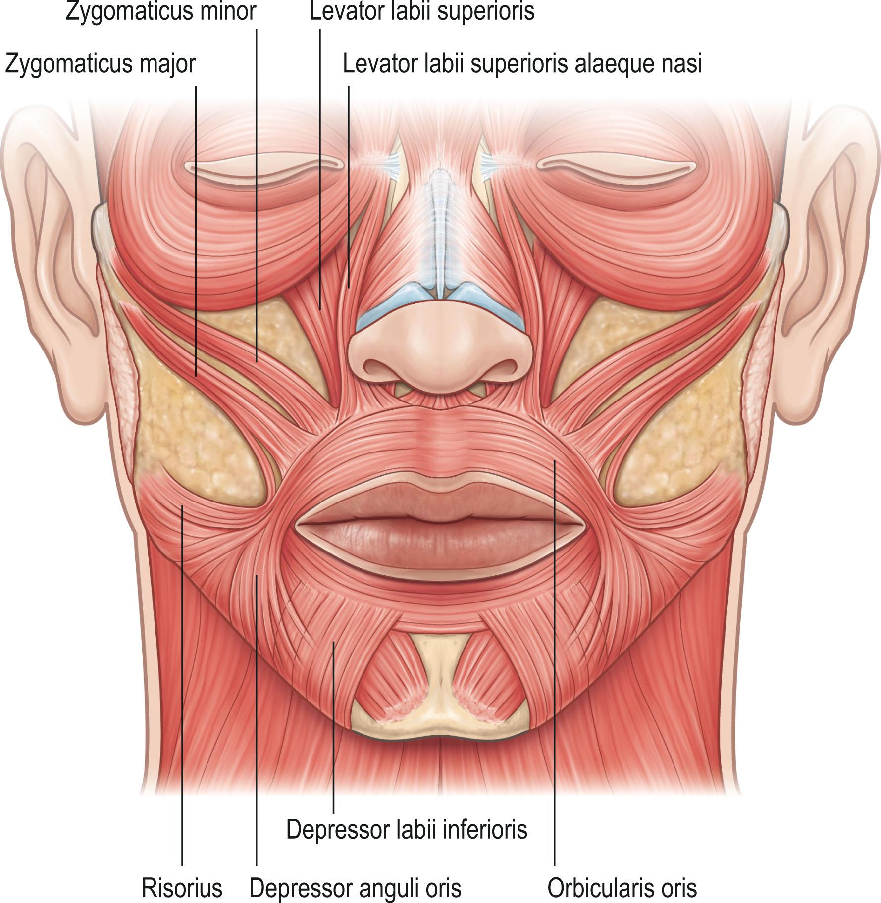 Figure 11.2, The perioral musculature, including the orbicularis oris, lip elevators, and lip depressors.