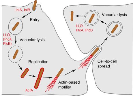 Figure 13-1, Intracellular cell cycle of Listeria monocytogenes . L. monocytogenes binds to epithelial host cells and promotes its own uptake in a process mediated by the two bacterial surface proteins InlA and InlB. The secreted pore-forming toxin listeriolysin O (LLO) (together with the bacterial phospholipases PlcA and PlcB, depending on the cell type and species) promotes vacuolar rupture and bacterial escape to the cytoplasm, where L. monocytogenes can replicate efficiently. Surface expression of ActA allows intracellular bacteria to polymerize host cell actin and to generate actin comet tails, which propel L. monocytogenes through the cytoplasm and through membrane protrusions into neighboring cells. There, bacteria localize in a double-membrane vacuole, which can be lysed by LLO, PlcA, and PlcB to start a new infection cycle.